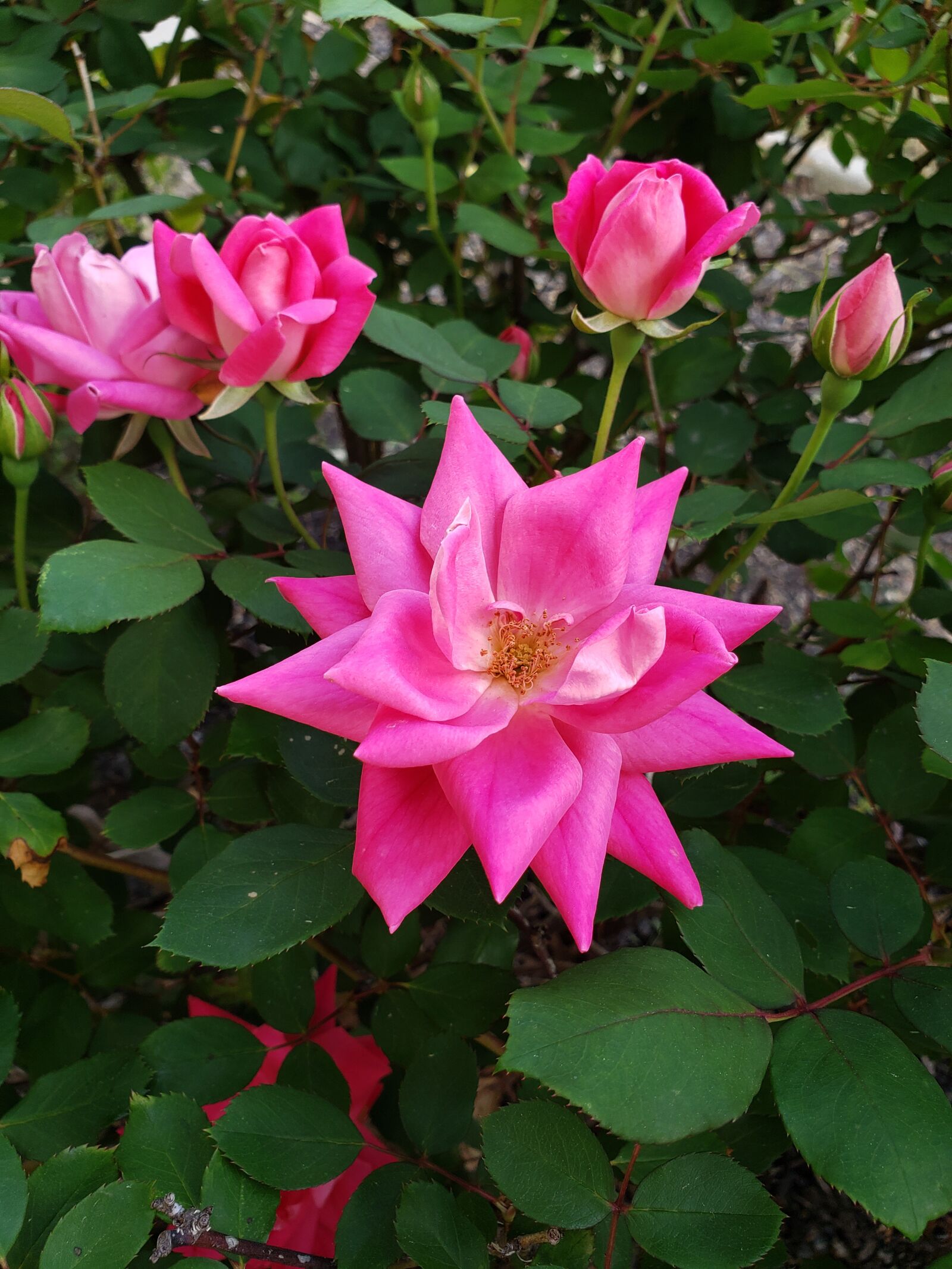 Samsung Galaxy Note9 sample photo. Rose, pink, flower photography
