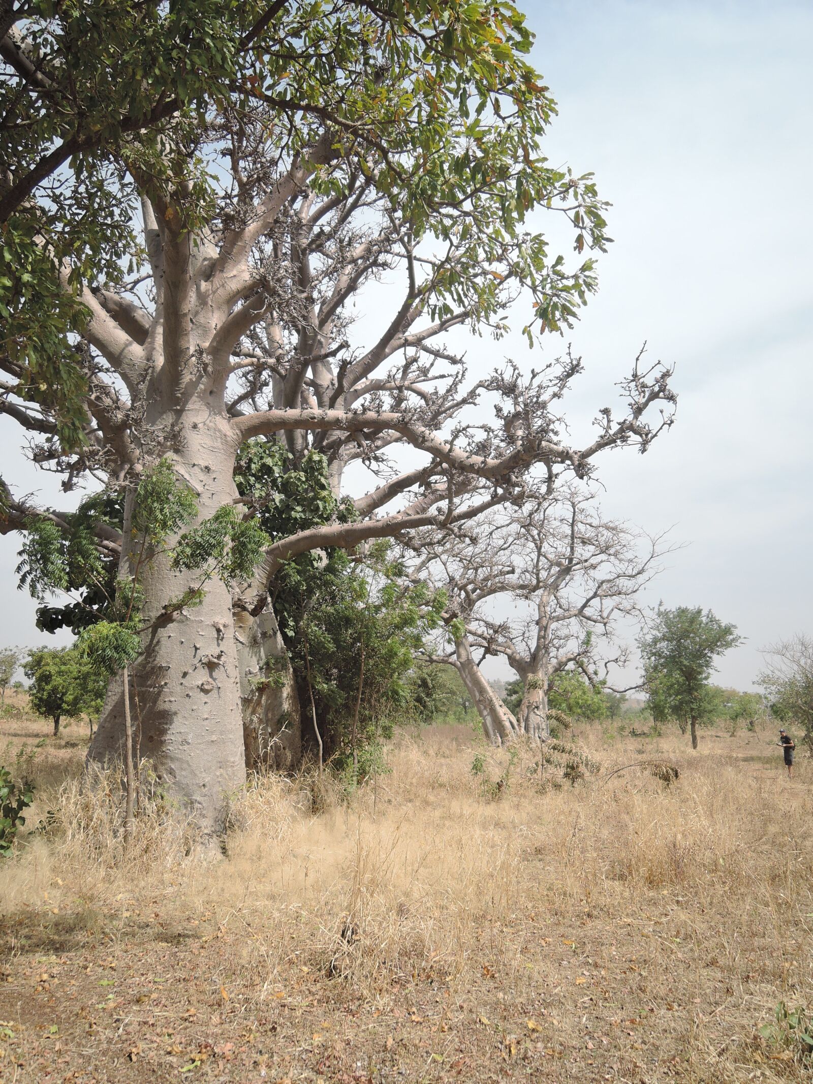 Nikon Coolpix P340 sample photo. Baobab, africa, tr photography