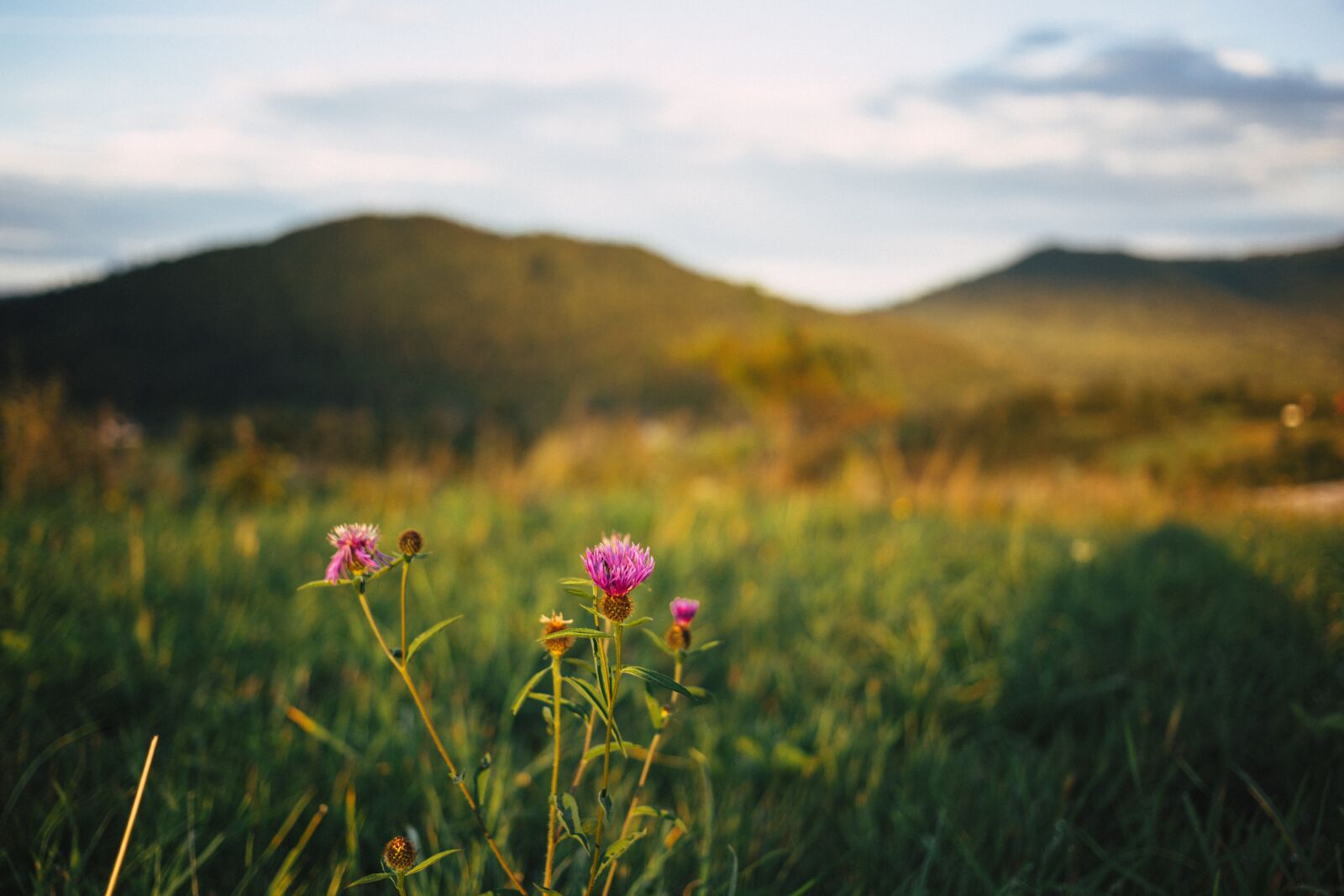 Canon EF 40mm F2.8 STM sample photo. Nature, autumn, bieszczady photography
