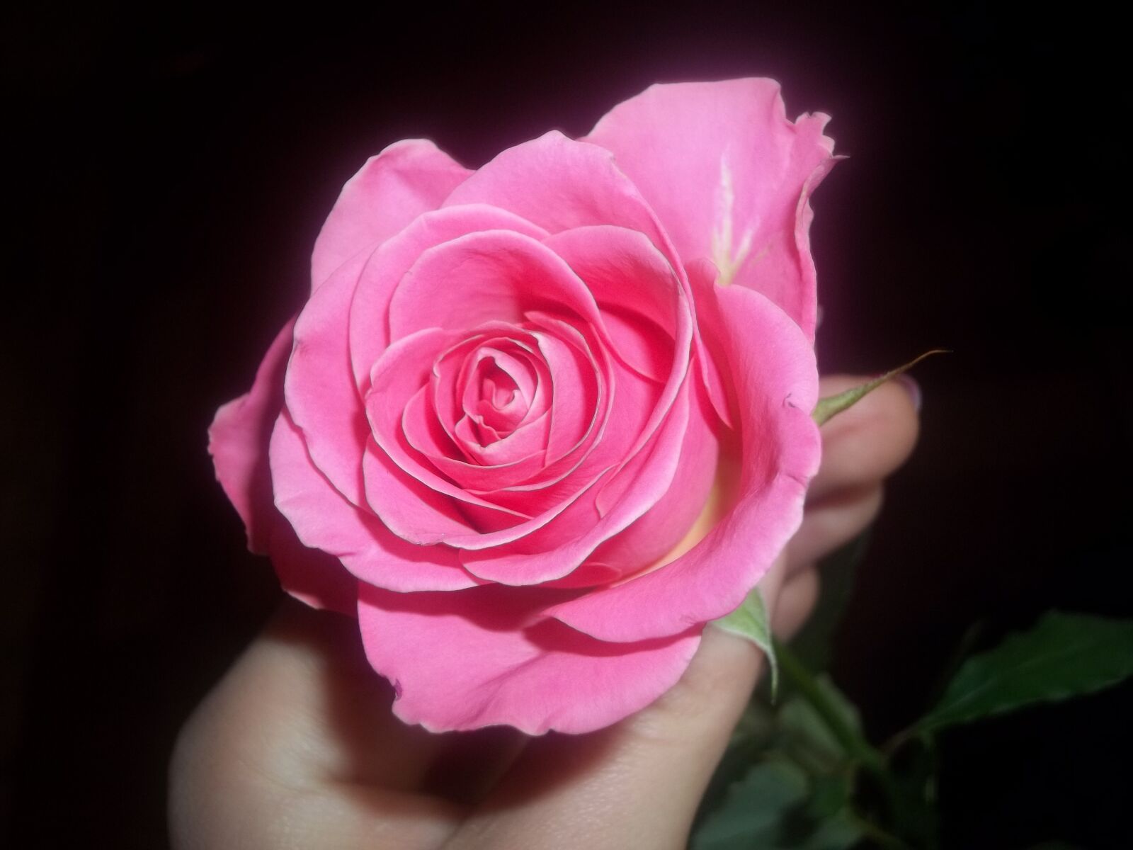 Kodak EASYSHARE C183 DIGITAL CAMERA sample photo. Rose, flower, pink photography