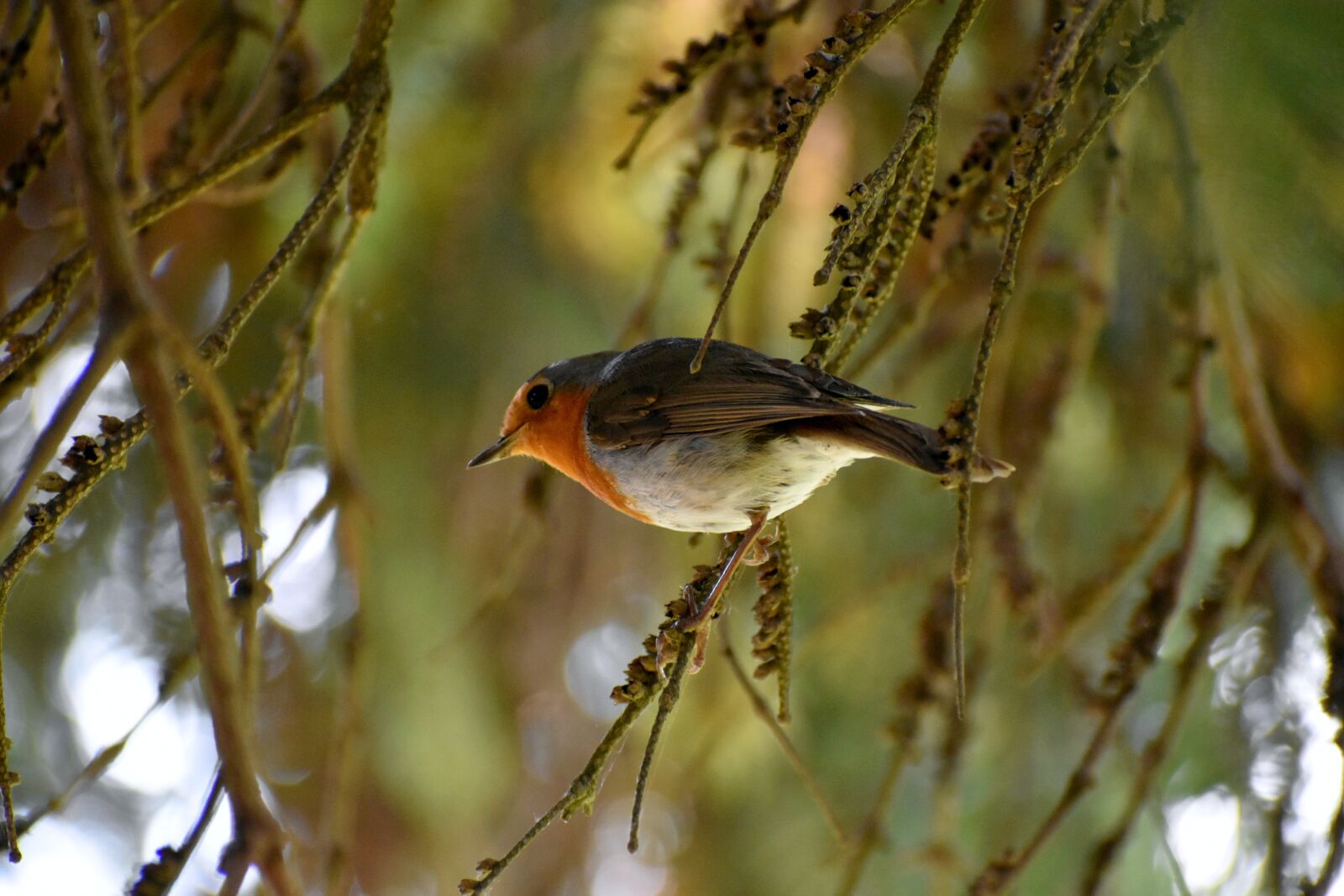 Nikon D3500 sample photo. Robin, bird, songbird photography