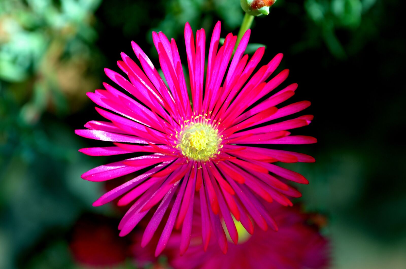 Nikon D5100 sample photo. Flower, garden photography