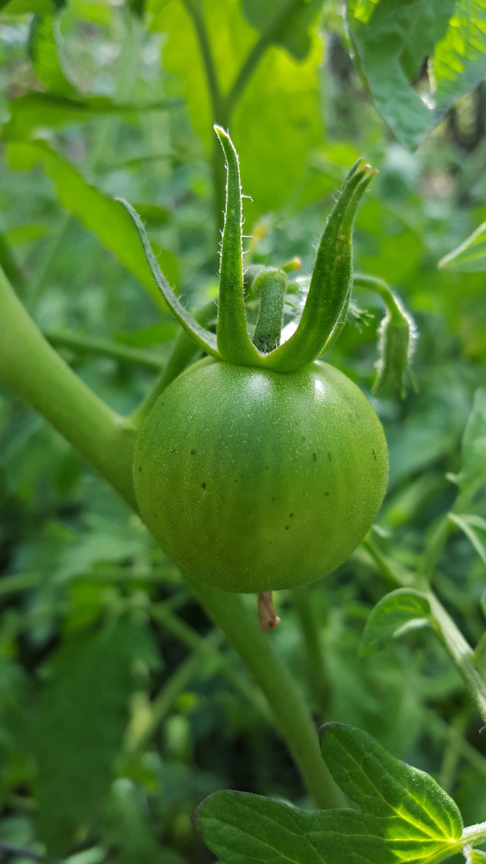 Samsung Galaxy S6 sample photo. Tomato, green tomato, garden photography