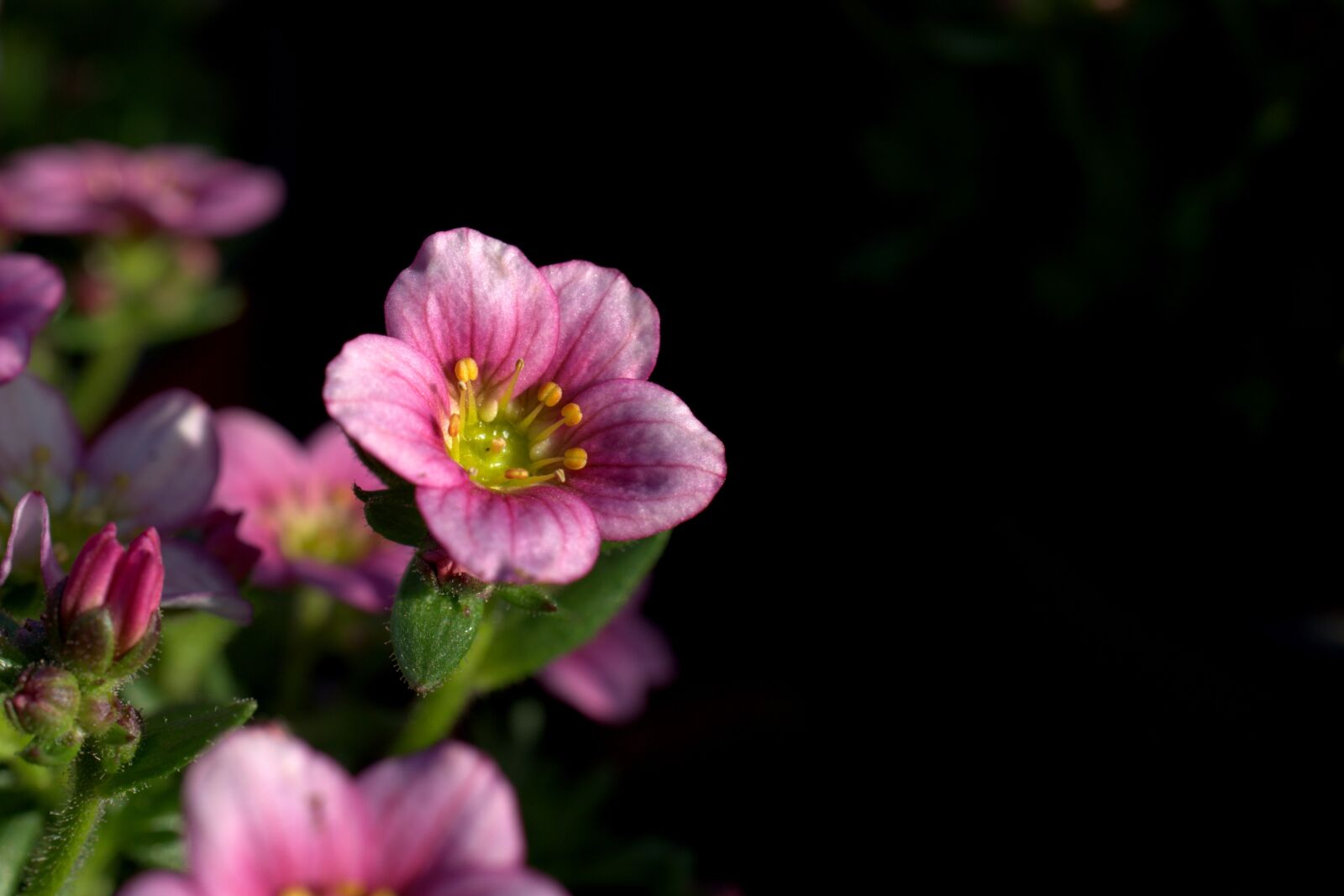 Sony FE 50mm F2.8 Macro sample photo. Saxifrage, spring, saxifraga alpino photography