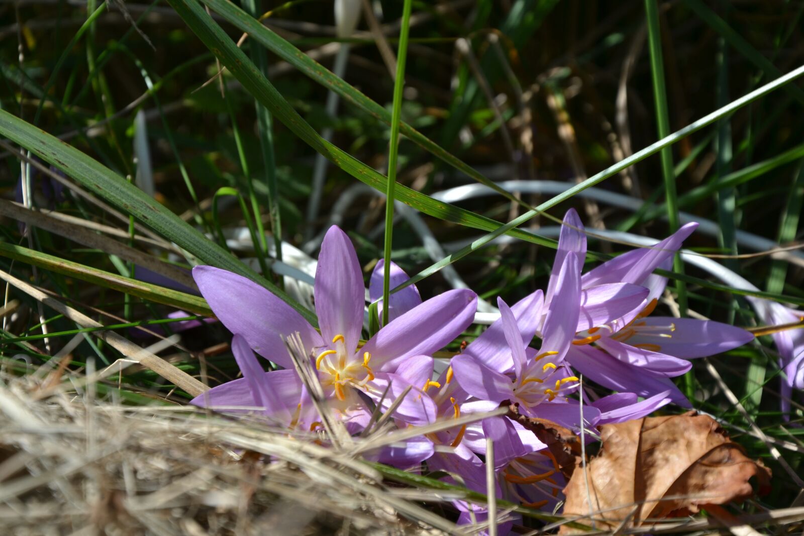 Nikon D3100 sample photo. Autumn crocus, flower, purple photography