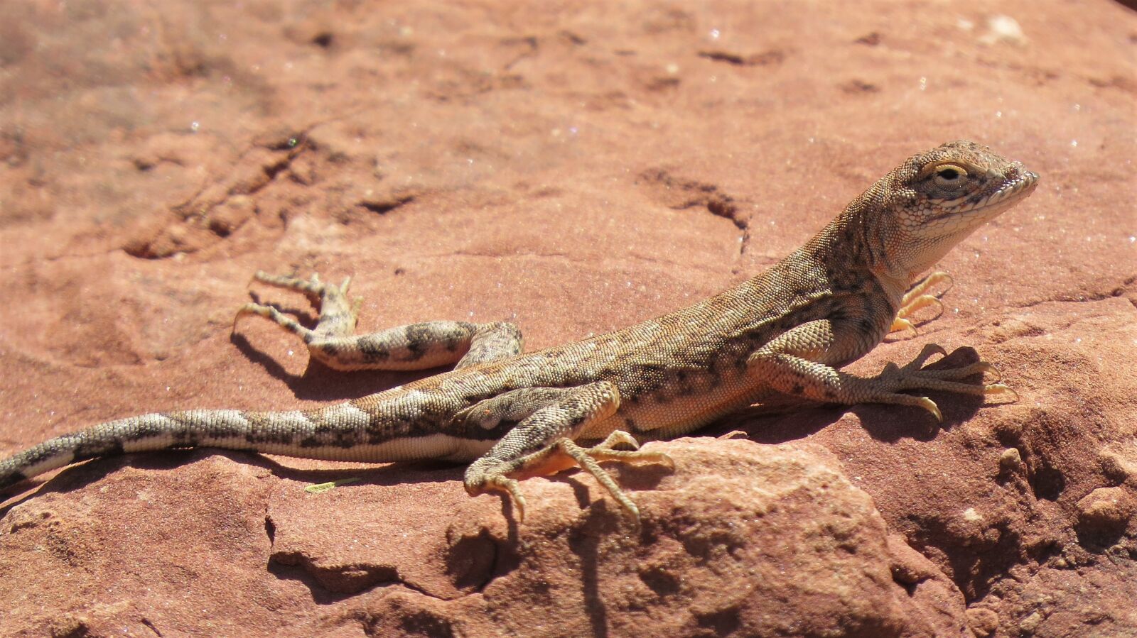 Canon PowerShot SX50 HS sample photo. Reptile, lizard, wildlife photography