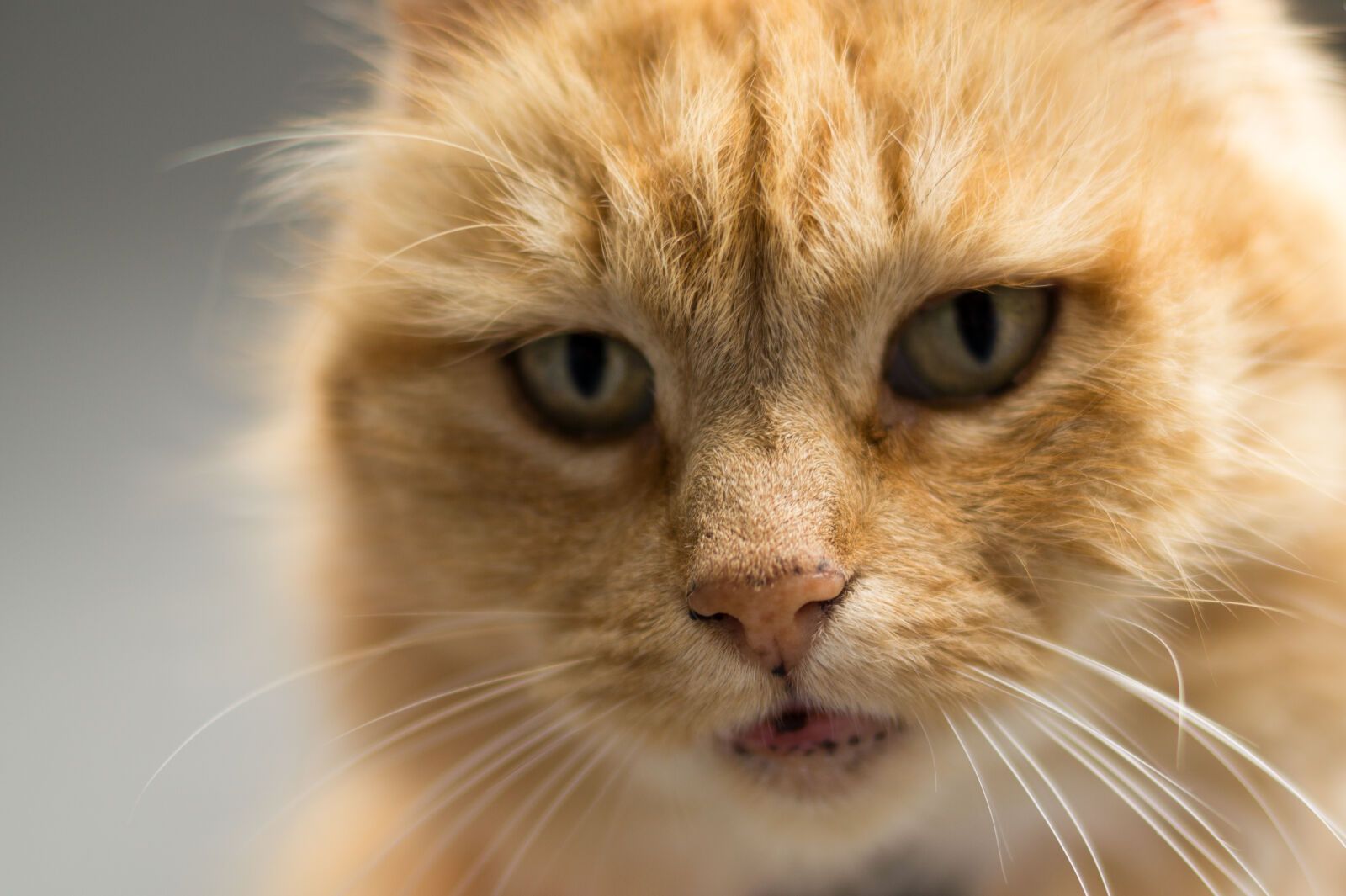 Sony DT 35mm F1.8 SAM sample photo. Animal, pet, cute, close photography