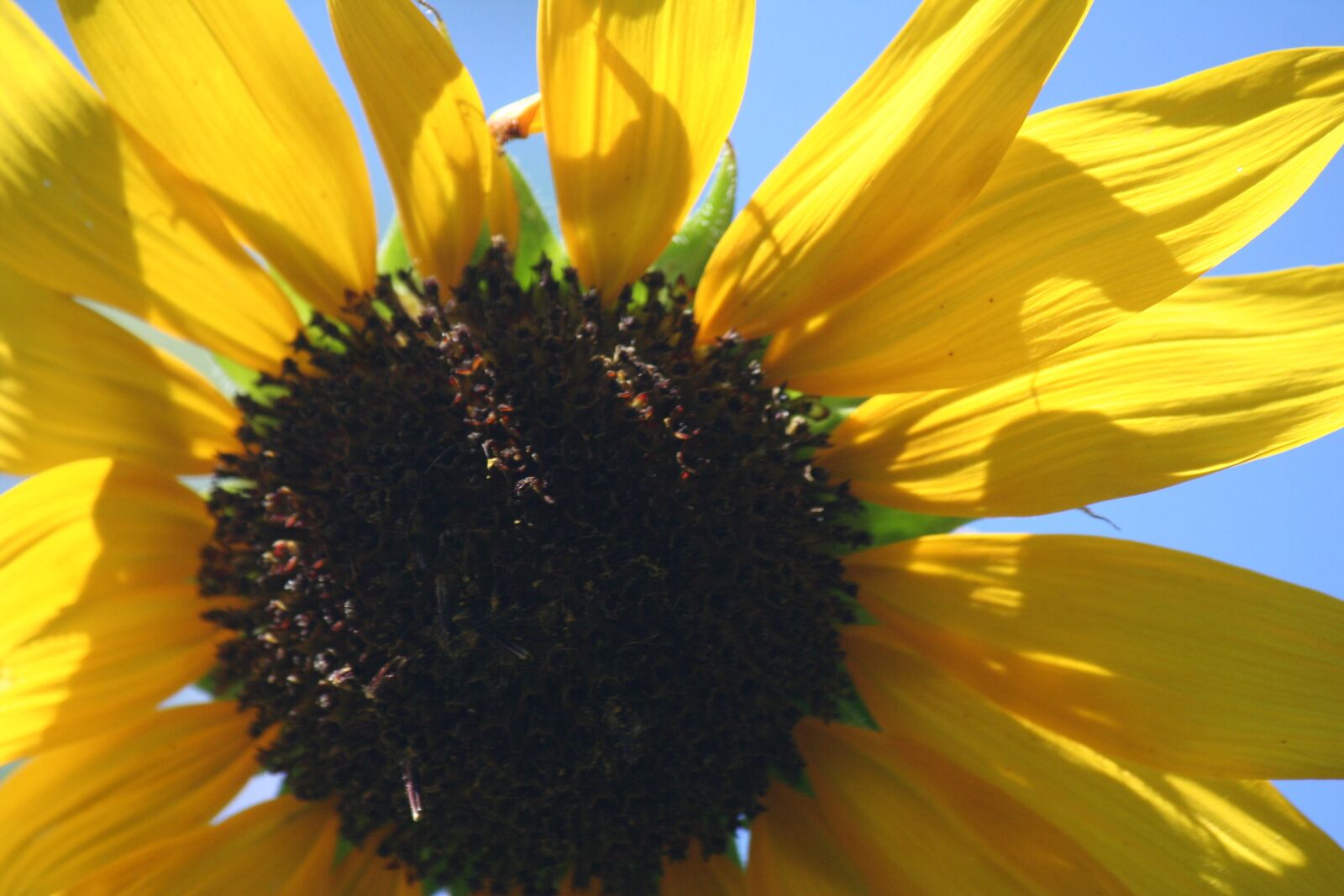 Canon EOS 350D (EOS Digital Rebel XT / EOS Kiss Digital N) sample photo. Sunflower, sunflowers, summer plants photography