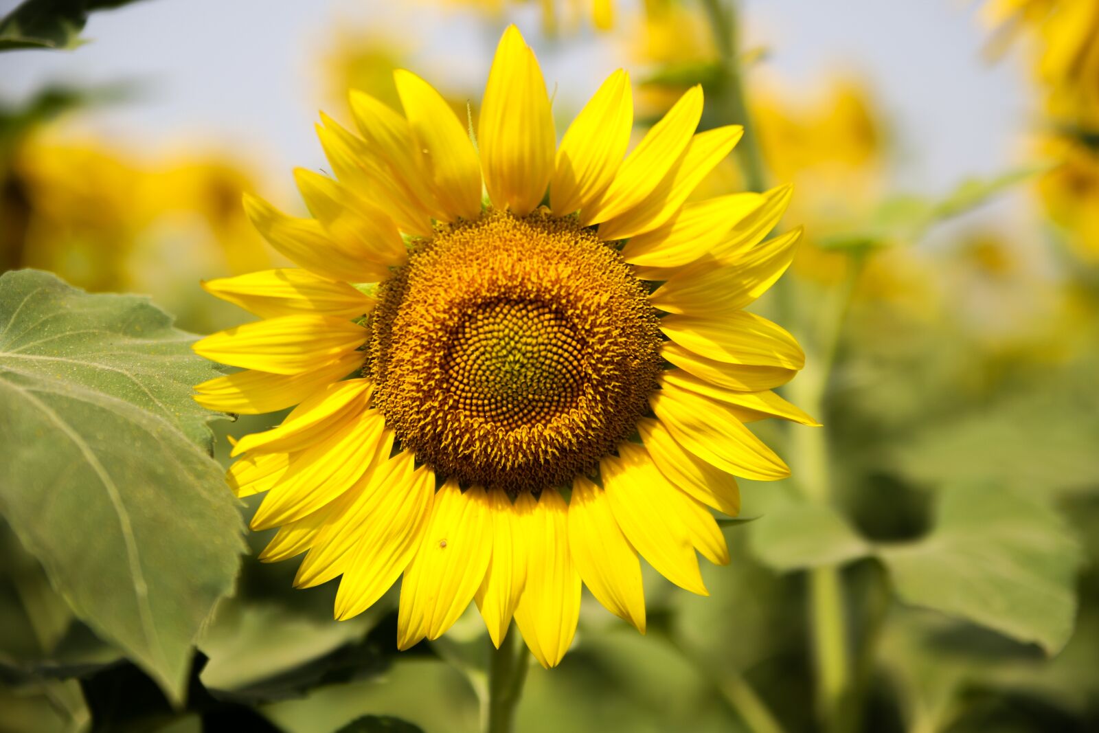 Canon EOS 6D Mark II sample photo. Sunflower, nature, flower photography