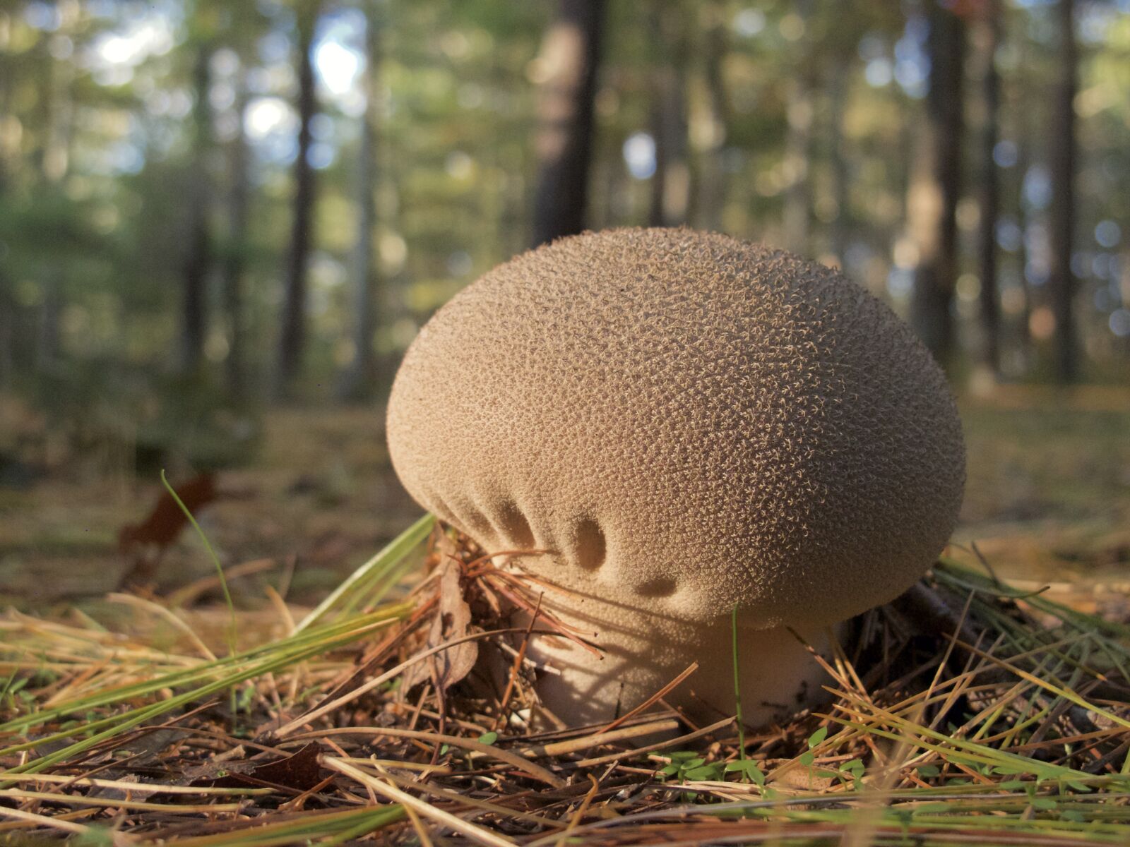 Canon PowerShot G12 sample photo. Mushroom, brown, forest photography