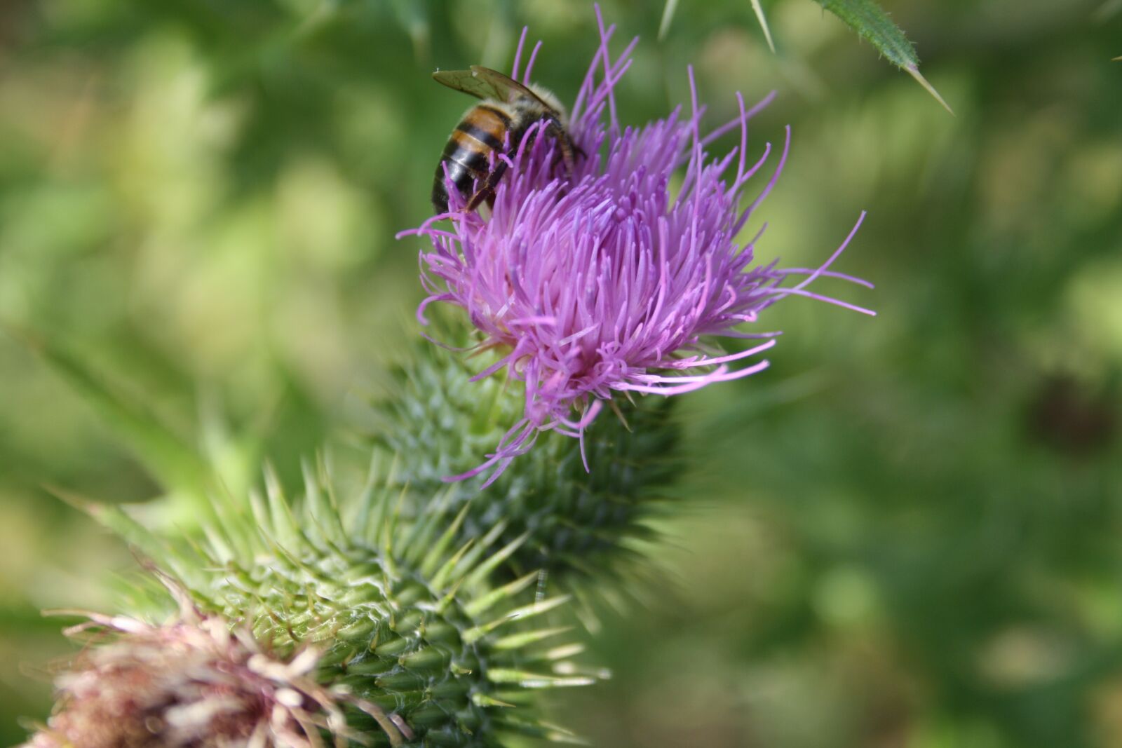 Canon EOS 1000D (EOS Digital Rebel XS / EOS Kiss F) sample photo. Thistle, bee, insect photography