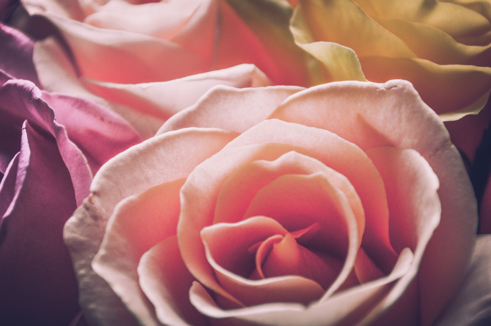 Nikon D3200 sample photo. Pink rose, tender rose photography