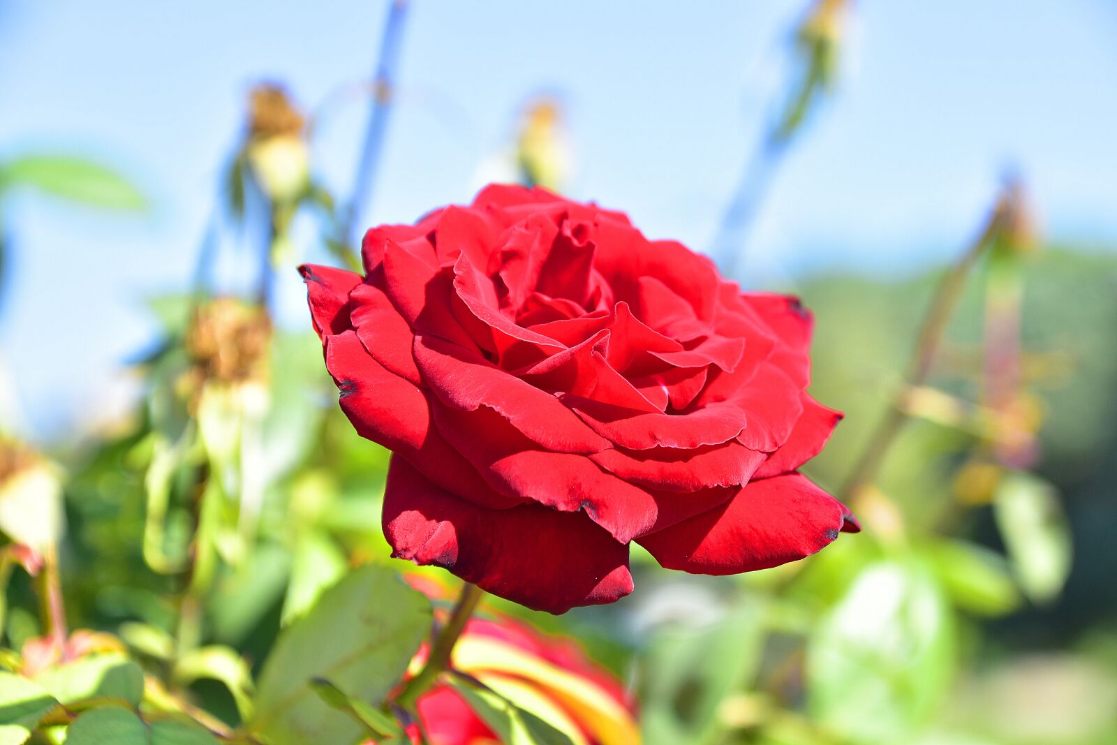 Nikon D7200 sample photo. Flower, garden, petals photography