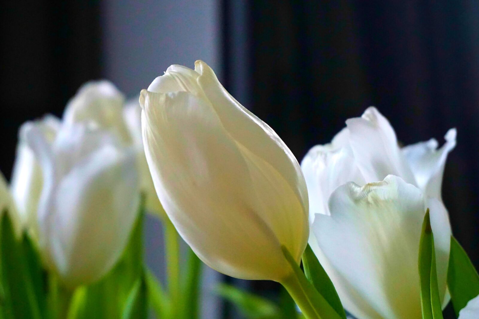 Sony a6000 sample photo. Flowers, tulip, white photography