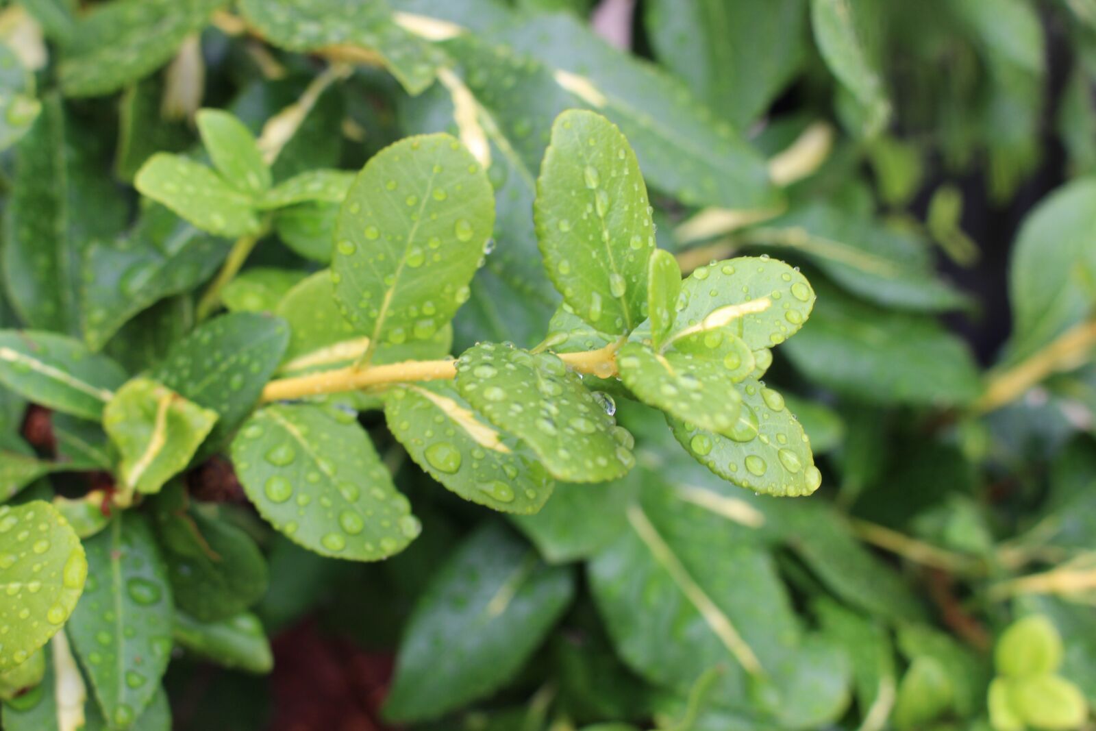 Canon EOS 700D (EOS Rebel T5i / EOS Kiss X7i) sample photo. Nature, leaves, droplets photography