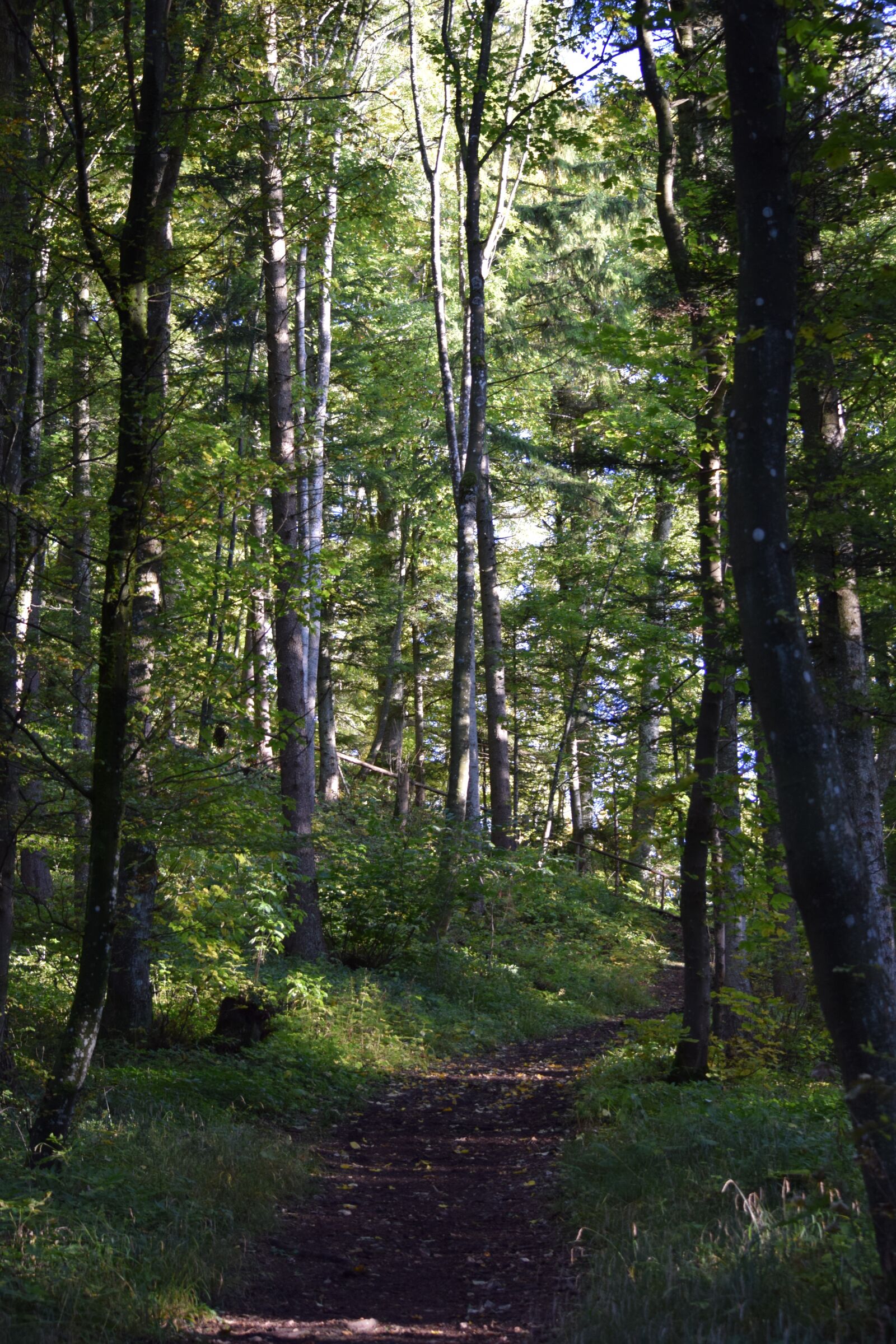 Nikon D3300 sample photo. Forest, forest path, nature photography