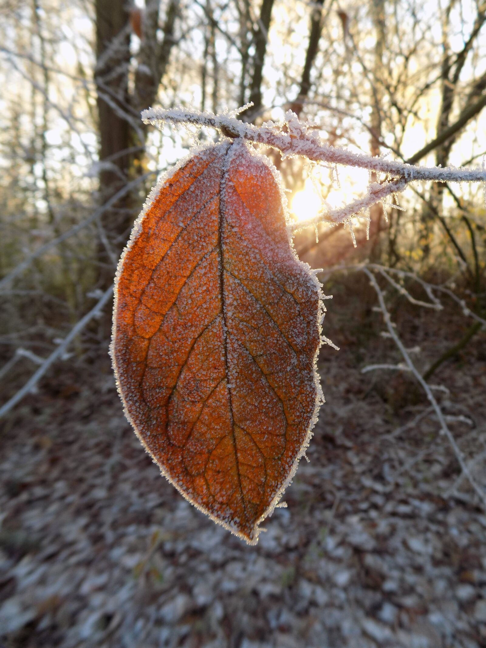Nikon COOLPIX L340 sample photo. Frost, cold, frozen photography