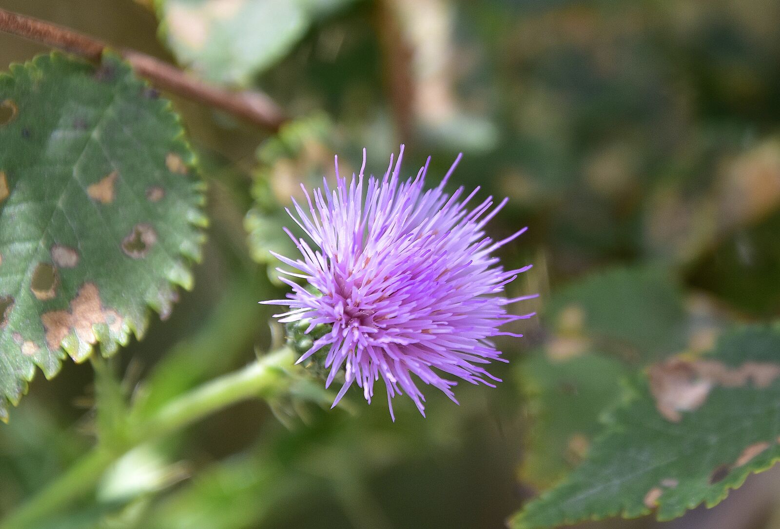 Nikon D7200 sample photo. Skewers, thorns, thorny photography