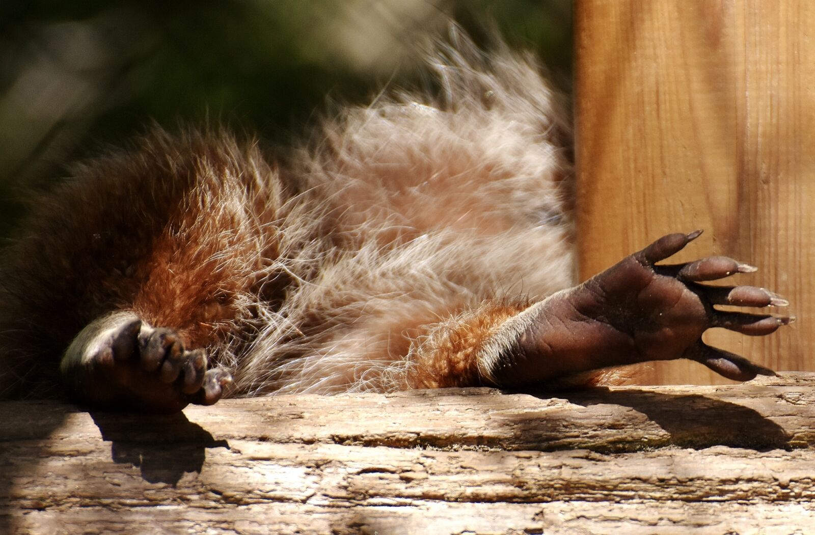 Nikon D7200 sample photo. Raccoon, feet, concerns photography