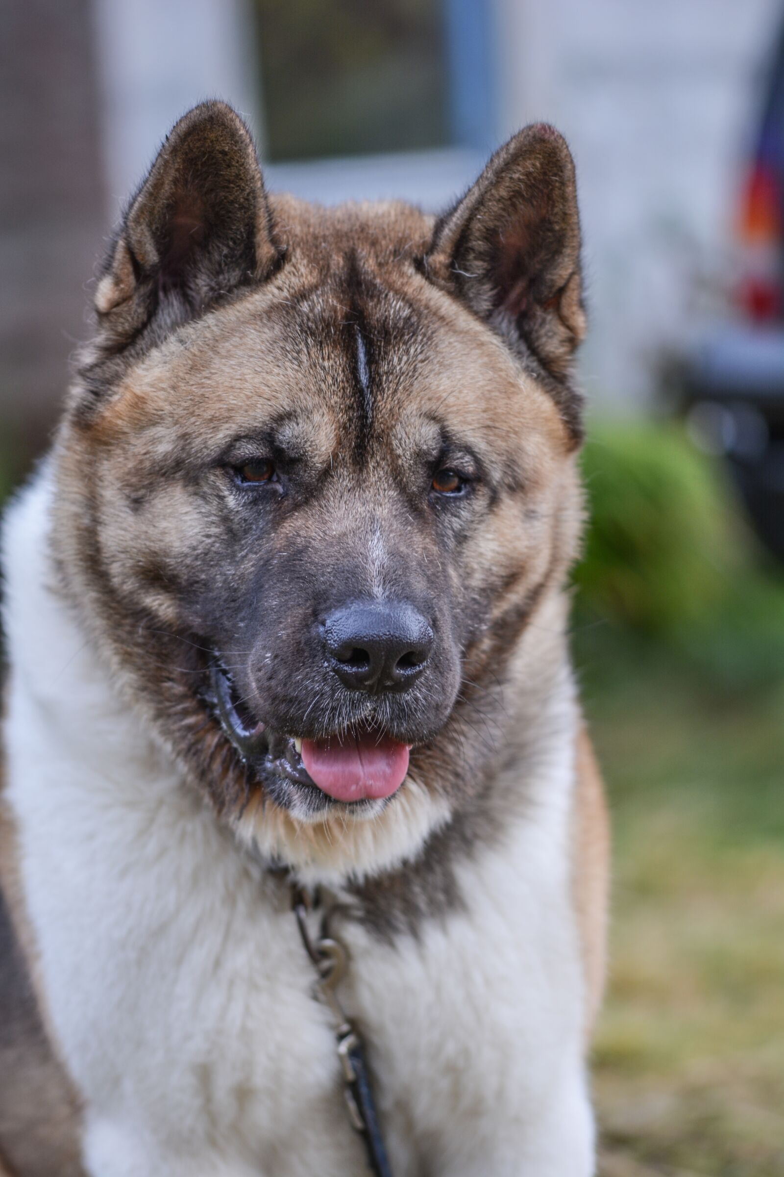 Nikon D5200 sample photo. Dog, animal, akita photography