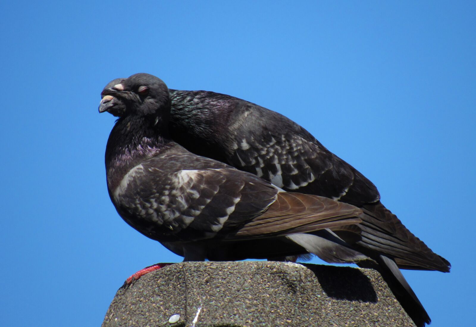 Canon PowerShot SX530 HS sample photo. Birds, dove, pigeon photography