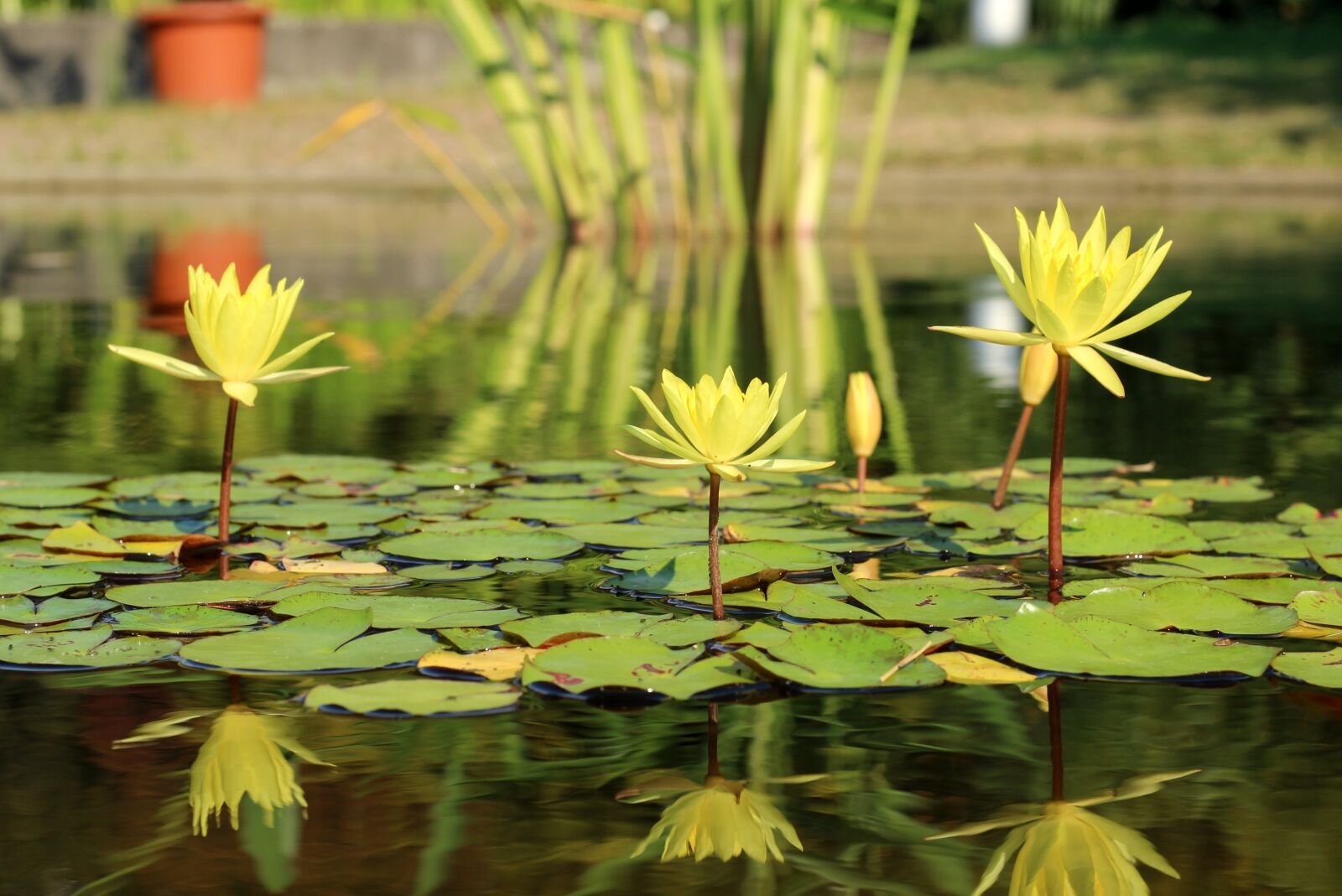 Canon EOS 600D (Rebel EOS T3i / EOS Kiss X5) + Canon EF 50mm F1.8 STM sample photo. Water lily, lake rosengew photography
