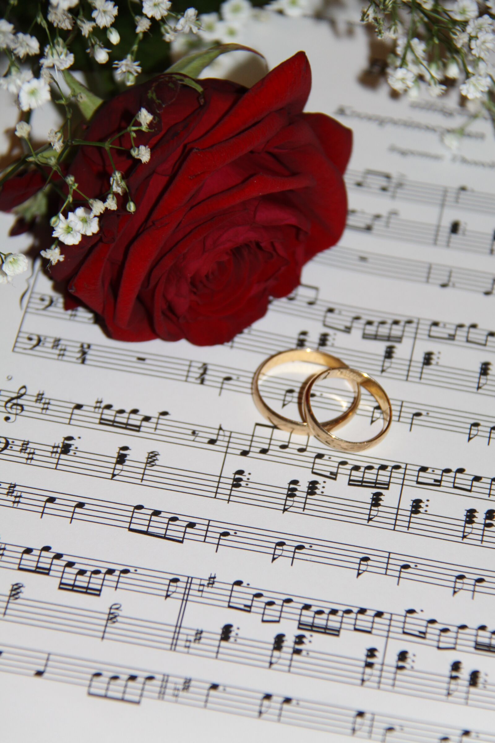 Canon EOS 50D sample photo. Wedding, ros, flower photography