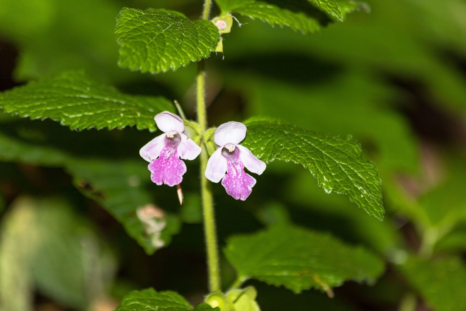 Canon EF 70-300mm F4-5.6 IS USM sample photo. Stinging nettle, plant, weed photography