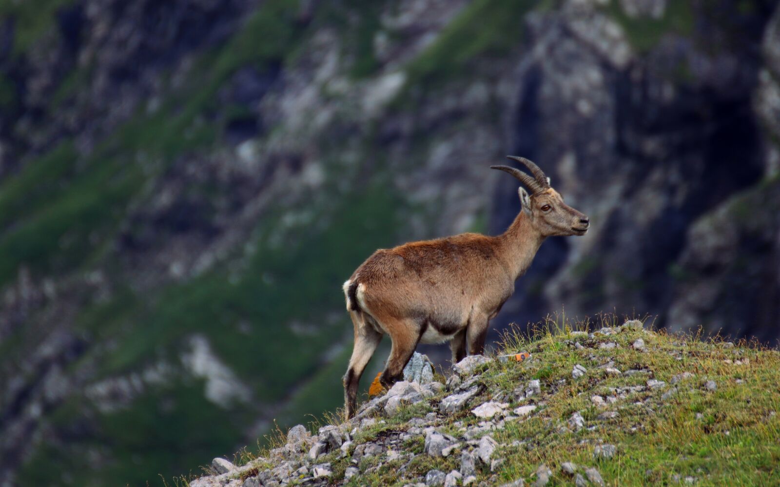 Canon EOS 80D sample photo. Capricorn, alpine, mountains photography