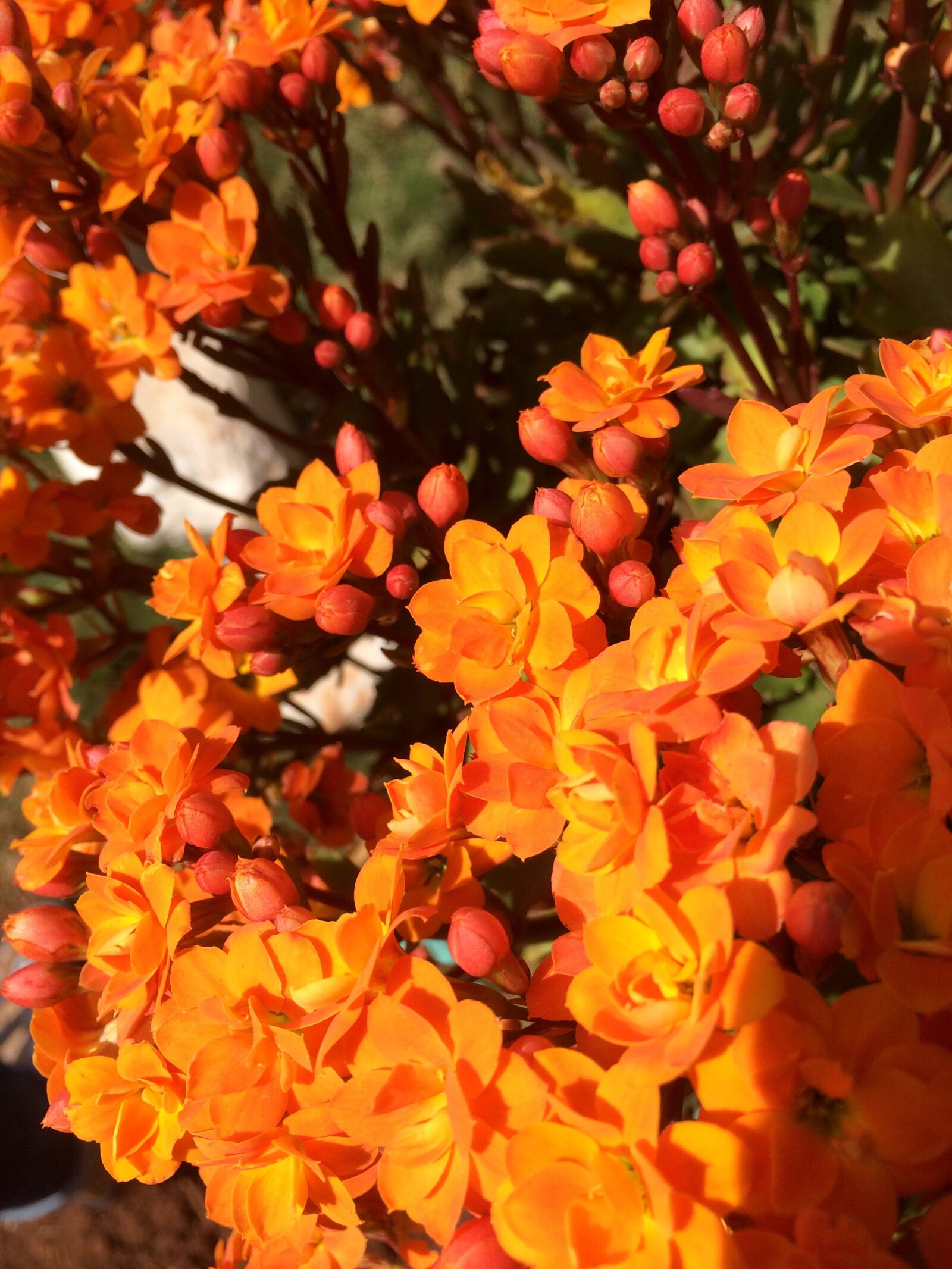 Apple iPhone 5s sample photo. Orange flower, orange, nature photography