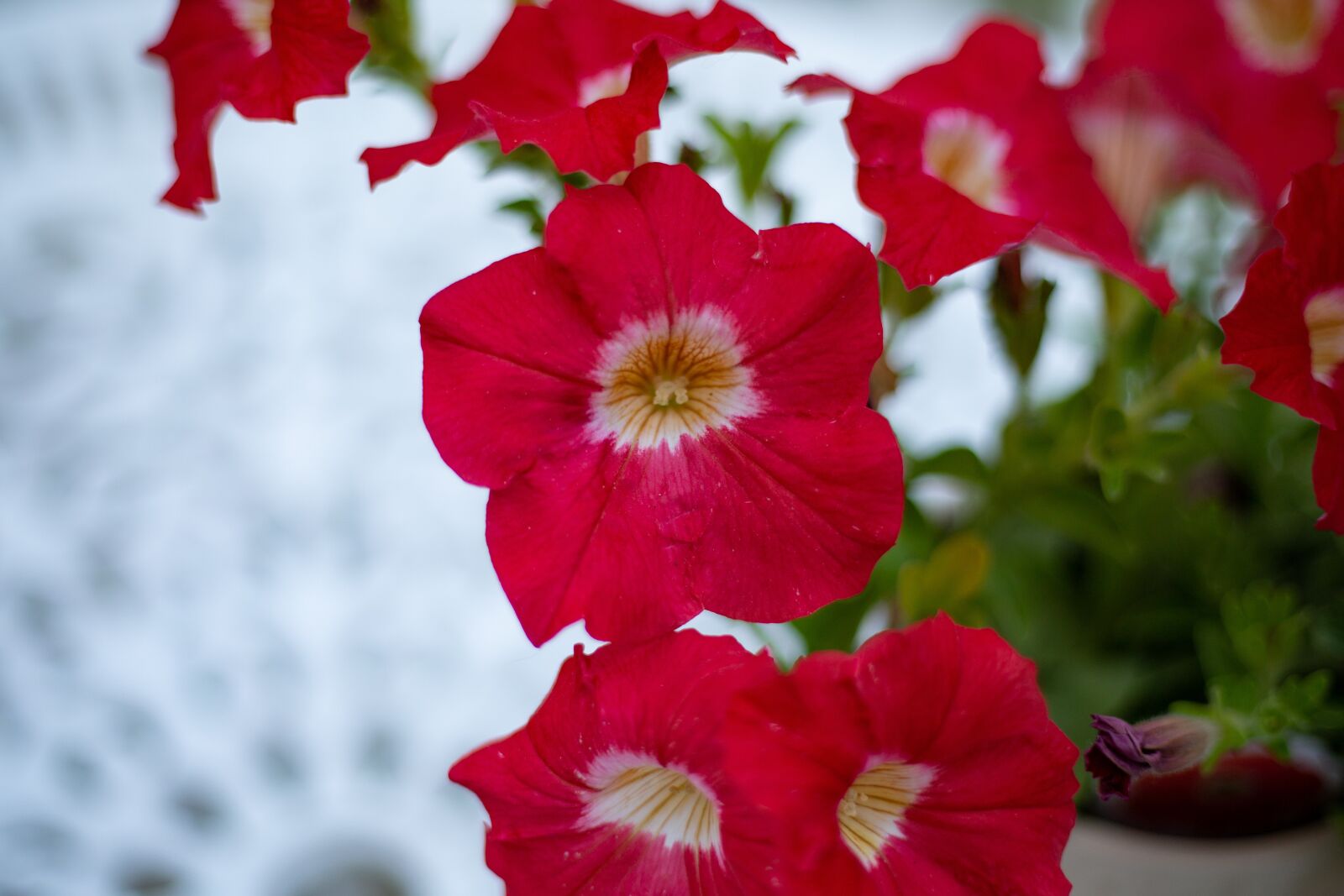 Canon EOS 5D Mark III + Canon EF 50mm F1.8 STM sample photo. Garden flower, red flower photography