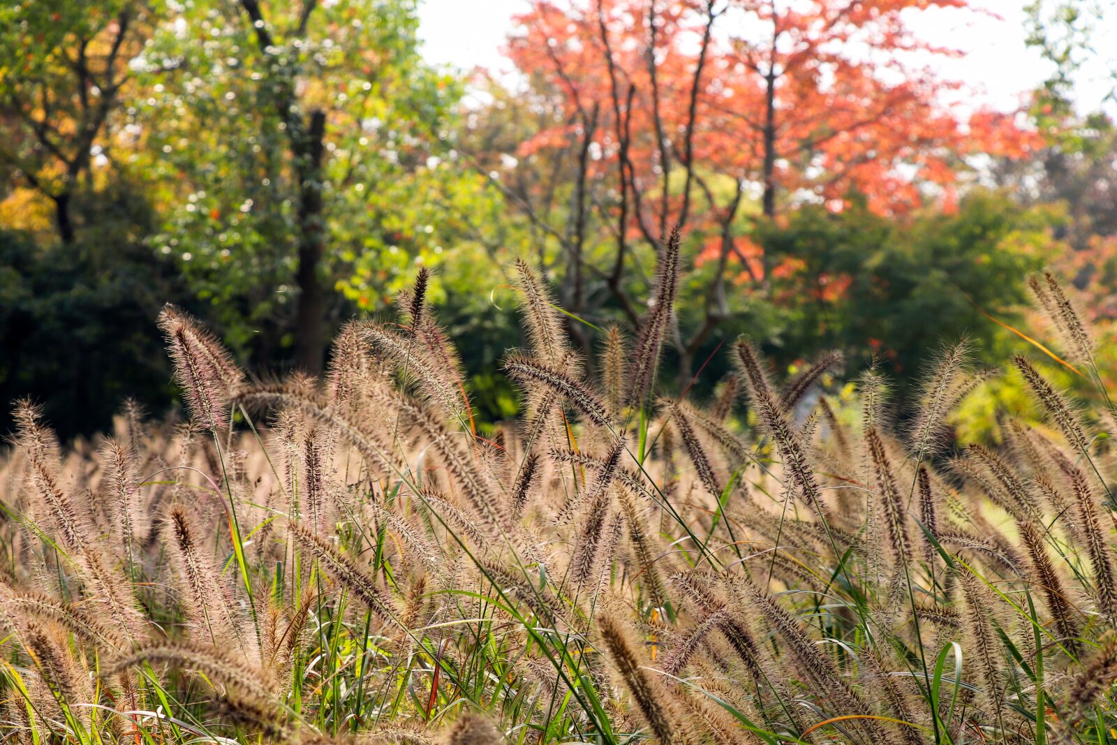 Canon EF-S 18-135mm F3.5-5.6 IS USM sample photo. Autumn, natural, plant photography