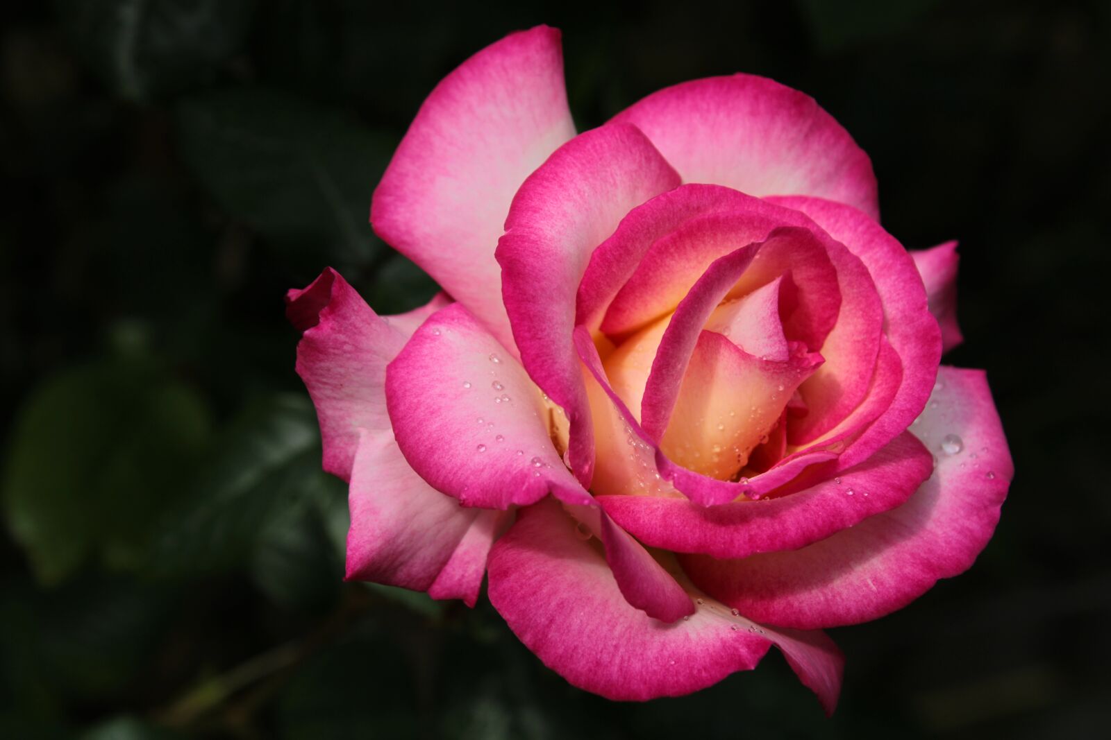 Canon EOS 2000D (EOS Rebel T7 / EOS Kiss X90 / EOS 1500D) sample photo. Pink rose, bicolor rose photography