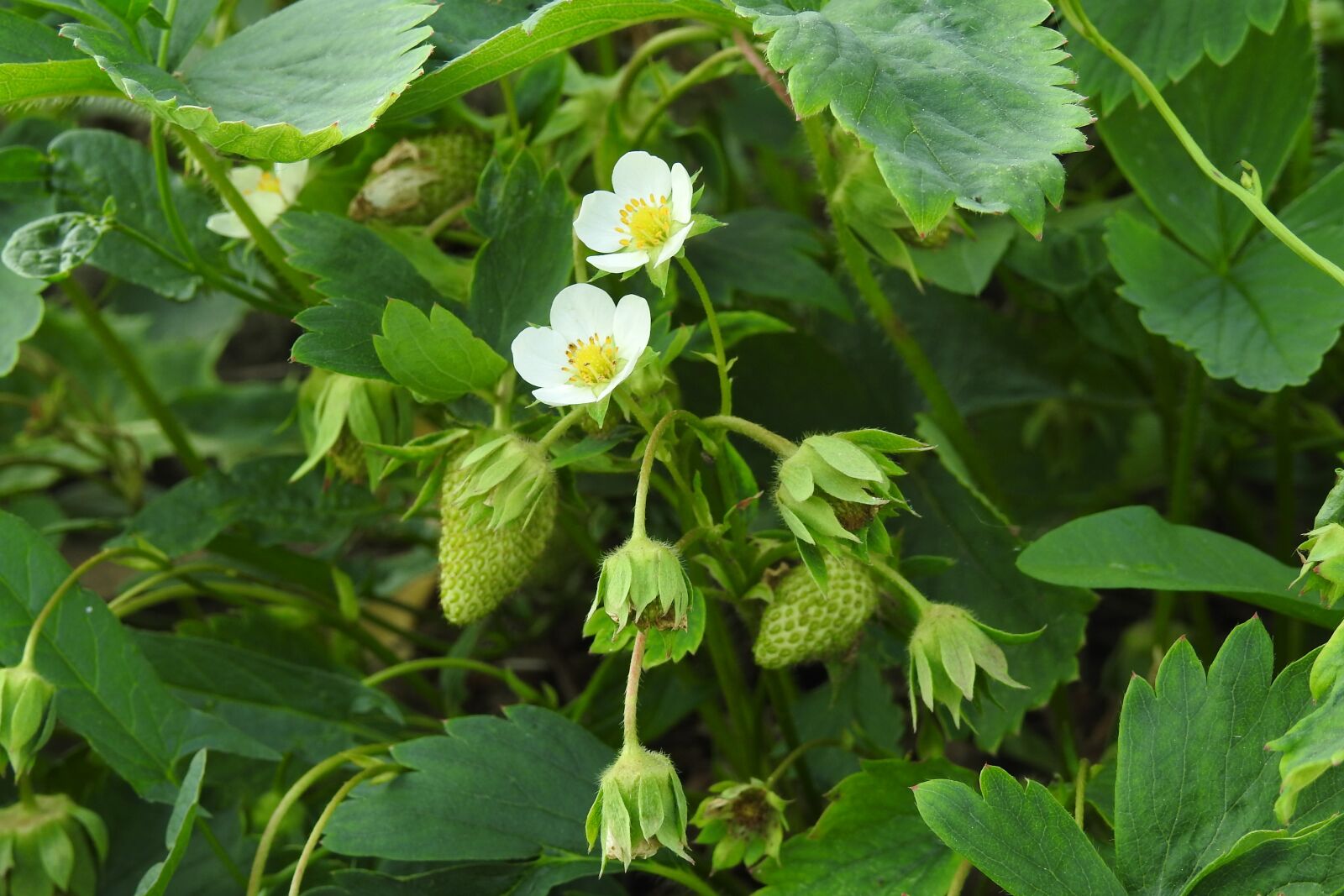 Nikon Coolpix P900 sample photo. Bush, strawberry, fruit photography