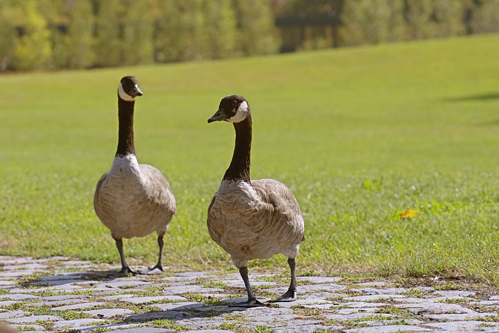 Nikon D7200 sample photo. Canada goose, branta canadensis photography