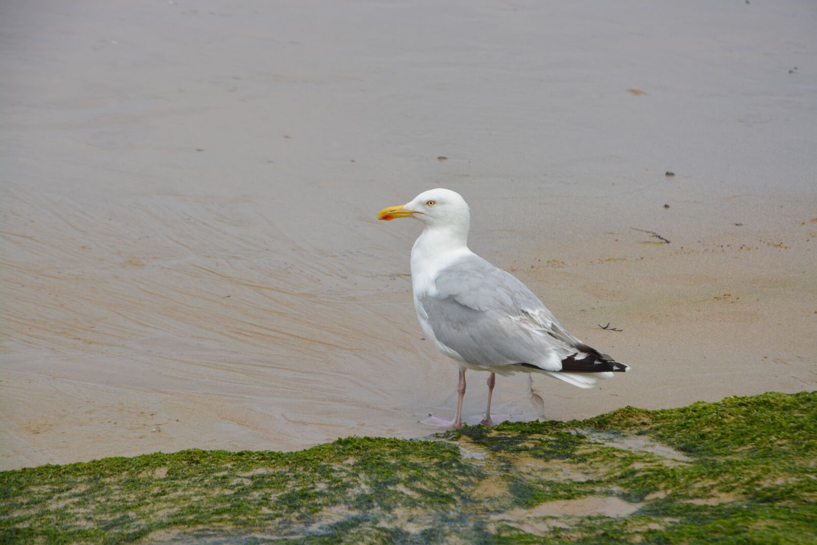 Nikon D5200 sample photo. Gull, seagull, beach photography
