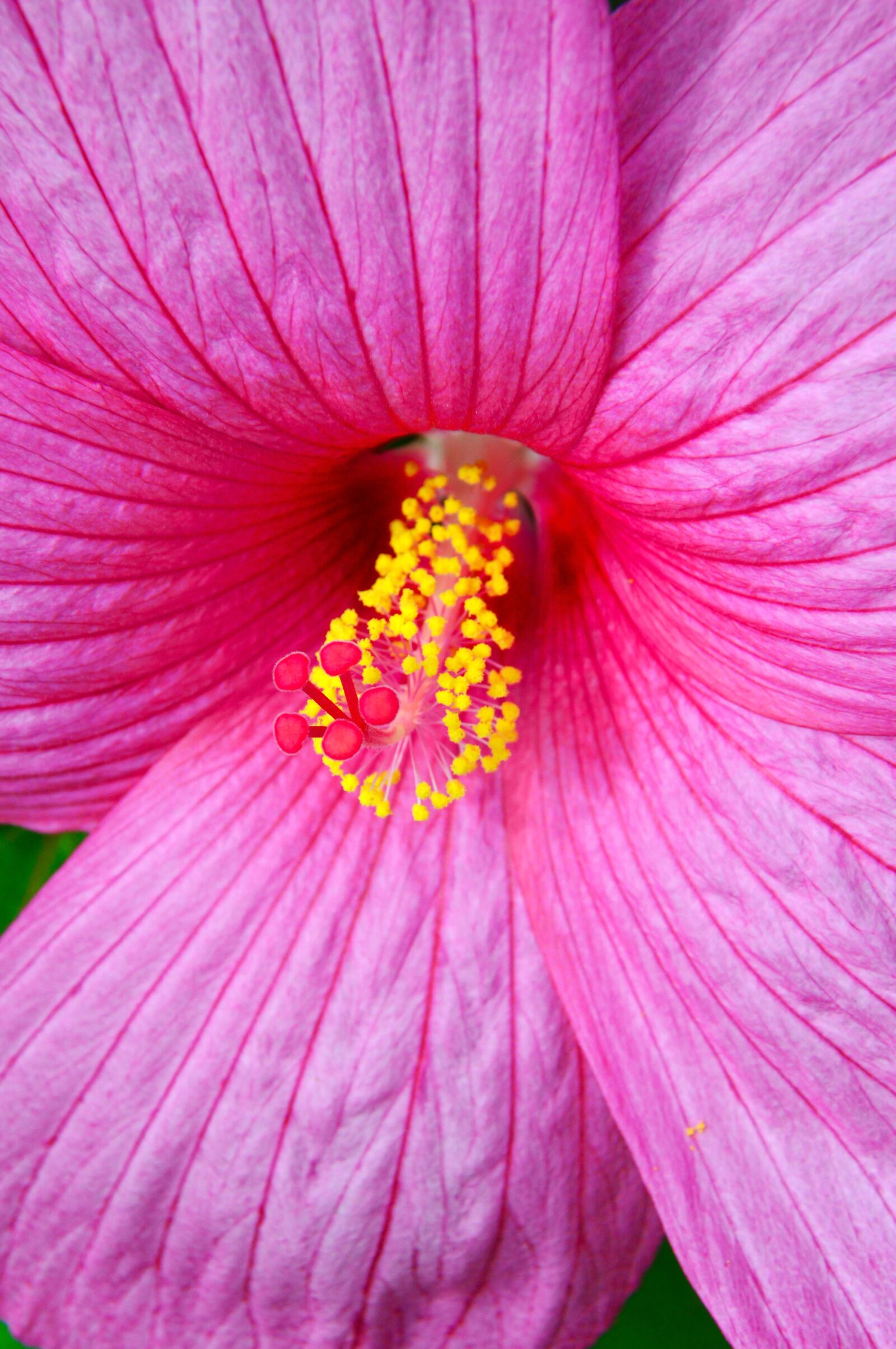 Nikon D3200 sample photo. Purple, pink, hibiscus photography
