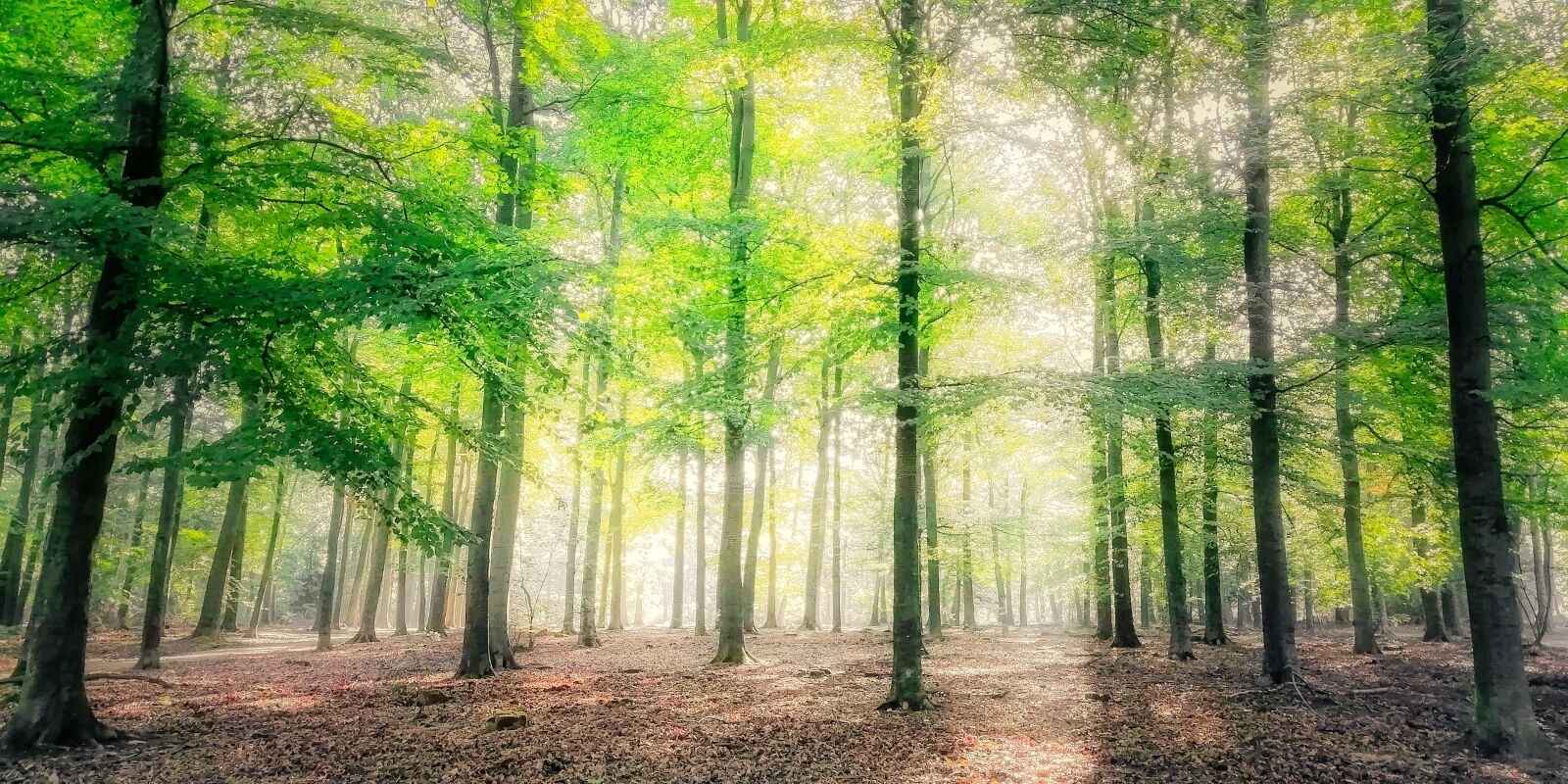 HUAWEI FIG-LX1 sample photo. Sunlight, autumn, trees photography