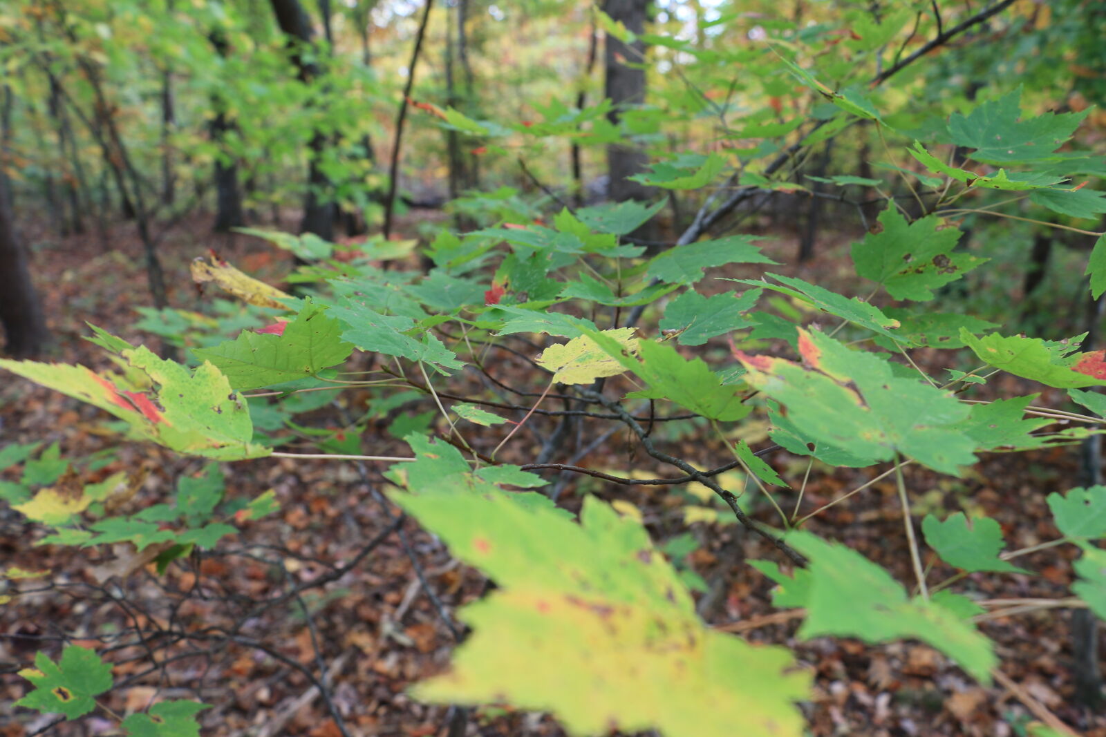 Canon EOS 70D sample photo. Changing, leaves, leaflings, leaves photography