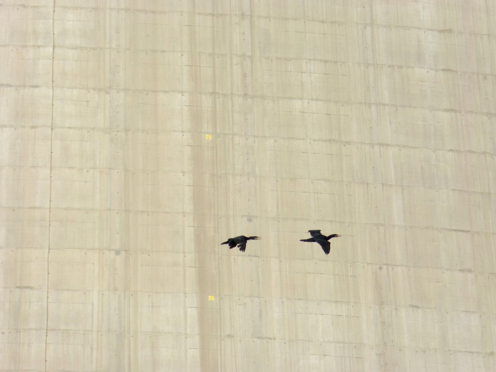 Panasonic DMC-FZ62 sample photo. Birds, cormorants, cement photography