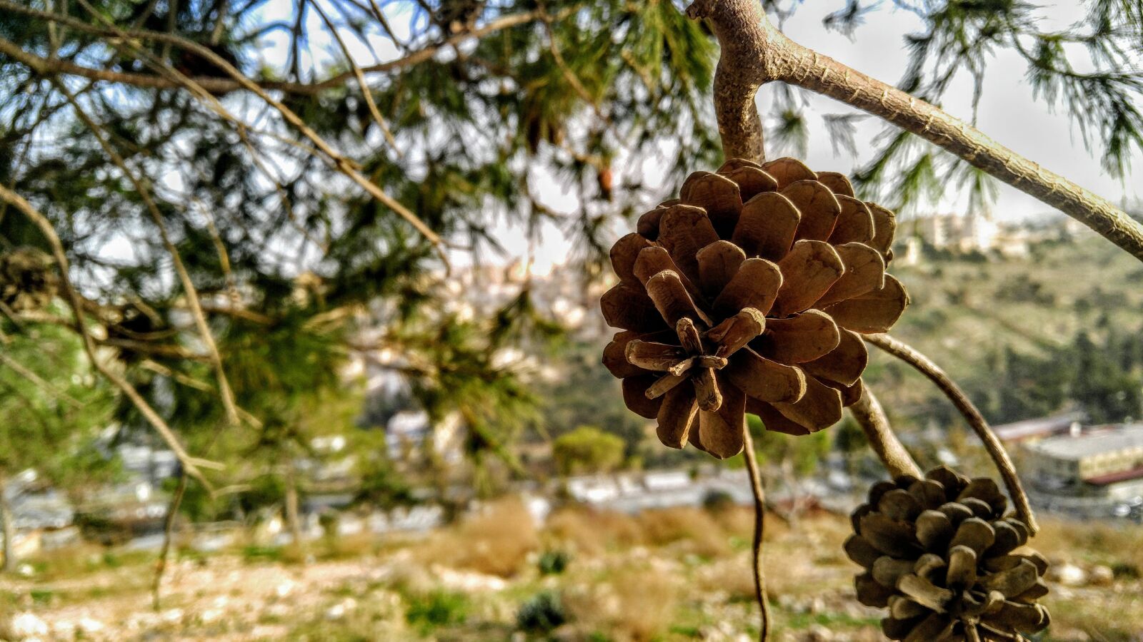 LG V10 sample photo. Nature, tree, flora photography