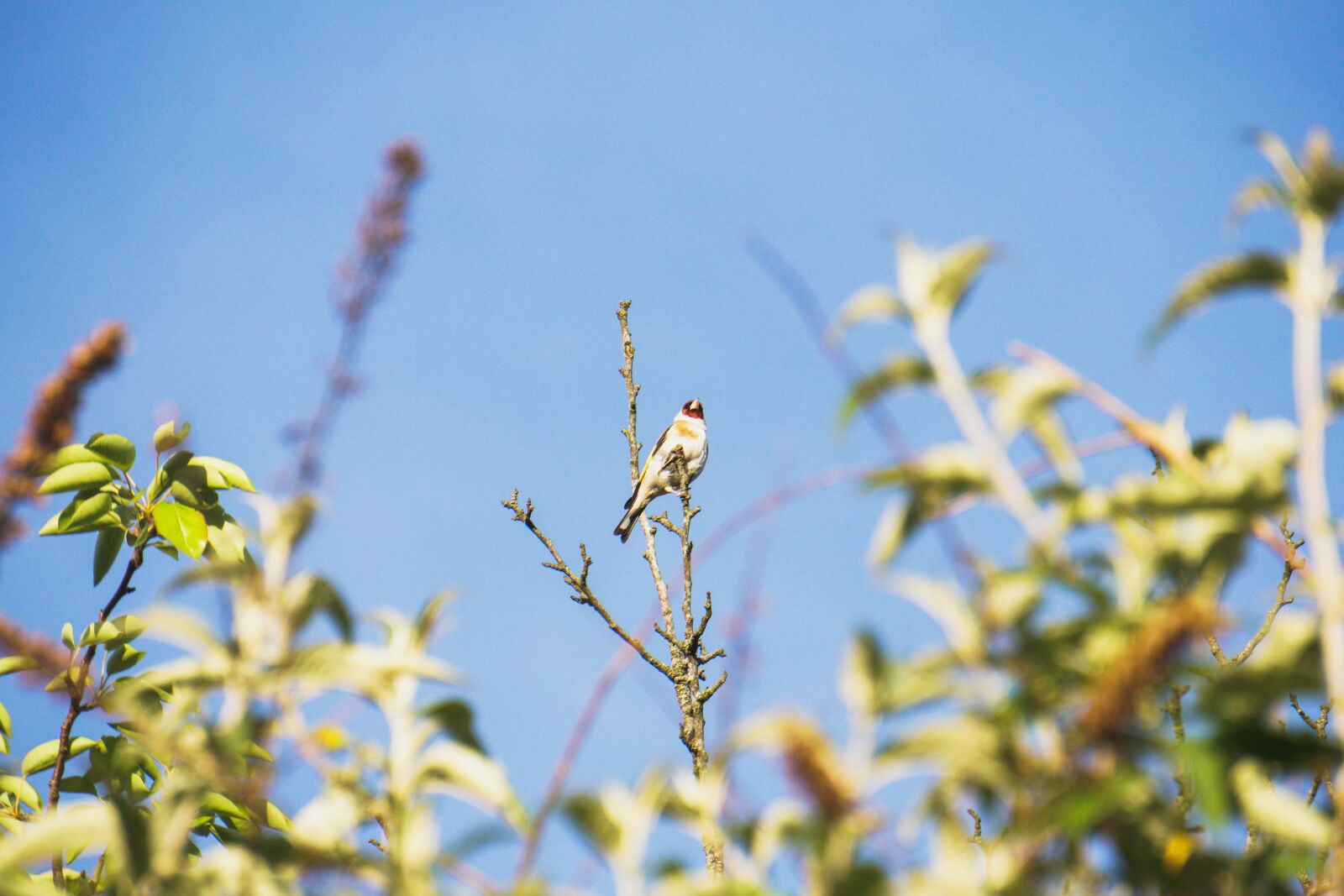 Sony a6300 sample photo. Goldfinch, bird, nature photography