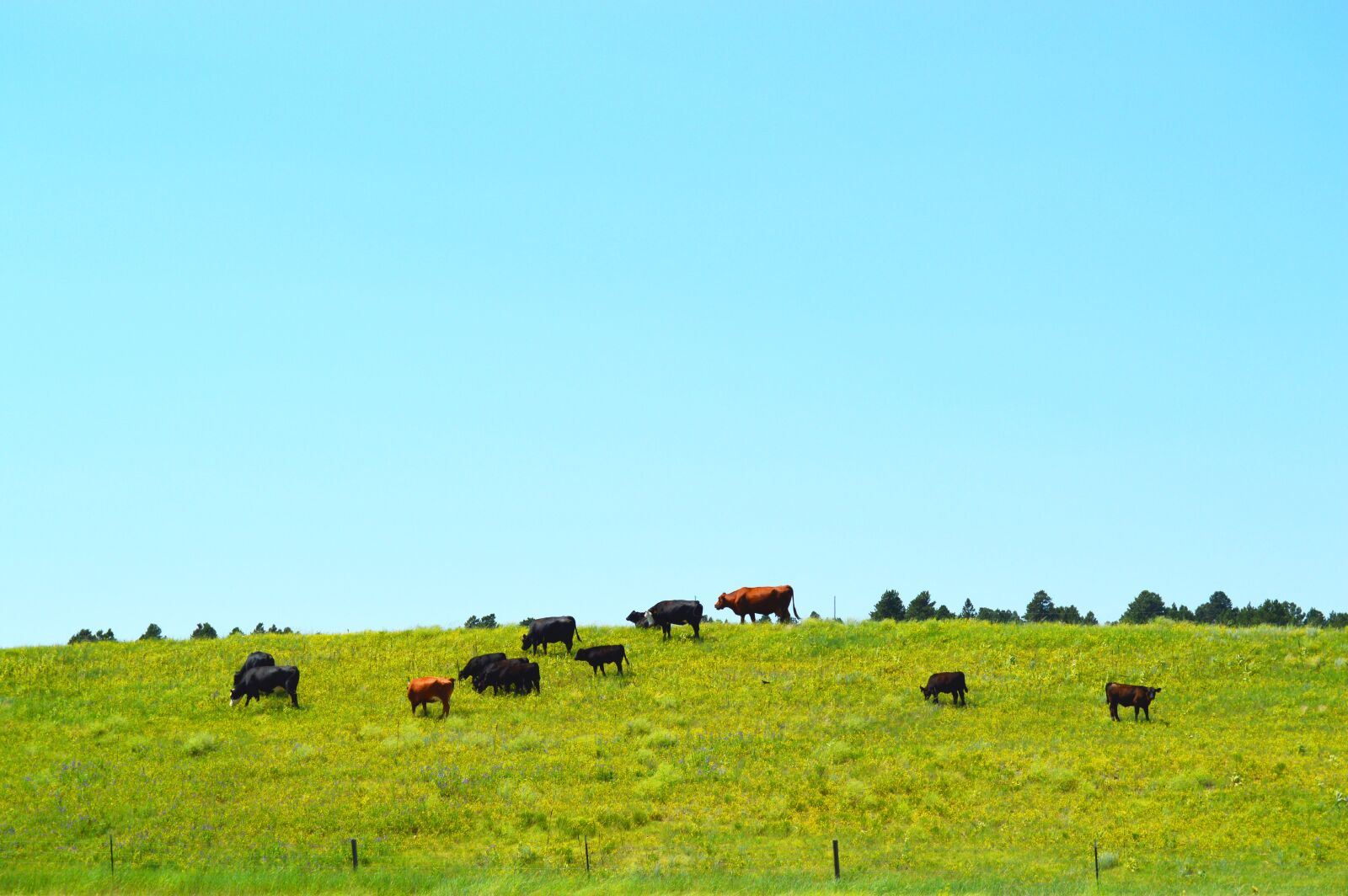 Nikon D3200 sample photo. Cows, grass, rural photography