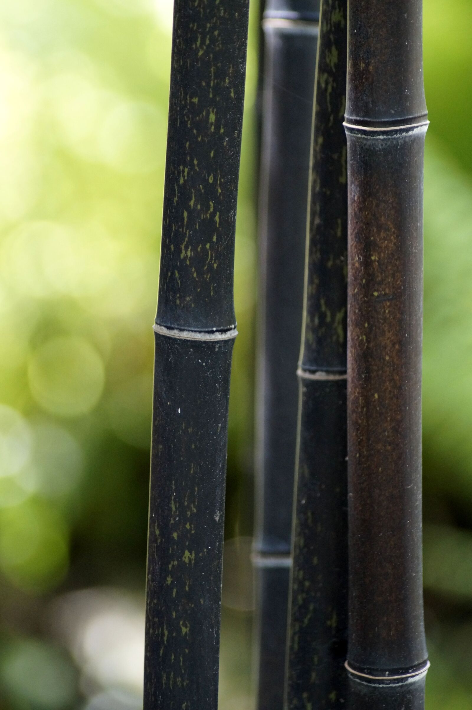 Sony SLT-A58 sample photo. Bamboo, forest, strains photography