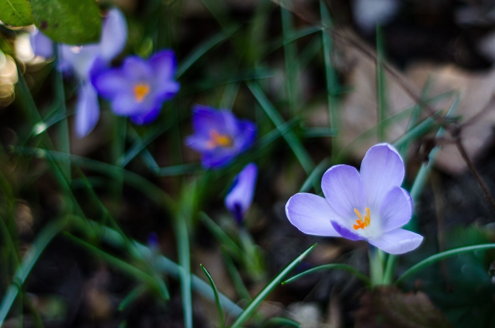 Nikon D7000 sample photo. Blue flower, violet, macro photography