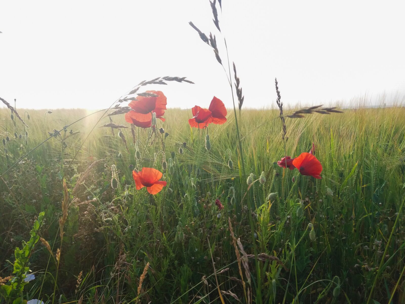 Samsung Galaxy J5(2016) sample photo. Poppy, field, summer photography