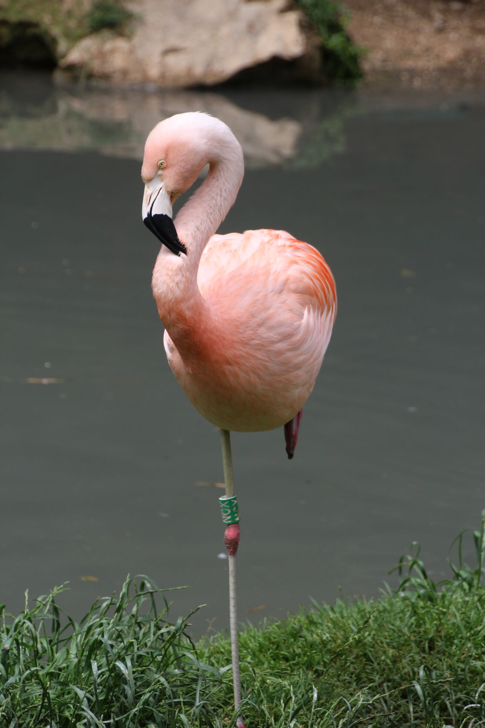 Canon EOS 1200D (EOS Rebel T5 / EOS Kiss X70 / EOS Hi) sample photo. Flamingo, pink, pink flamingo photography