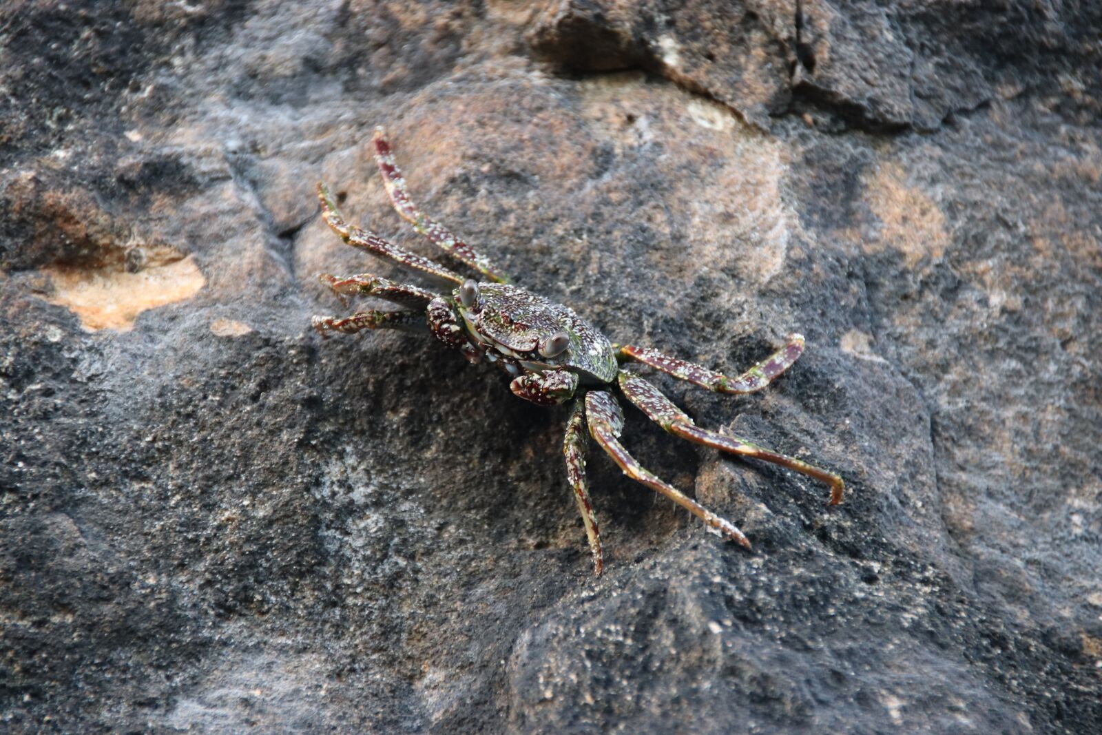 Canon EOS 77D (EOS 9000D / EOS 770D) sample photo. Do cuba, varadero, crab photography
