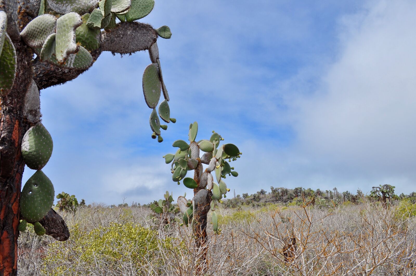 Nikon D5000 sample photo. Cactus, flora, exotic photography