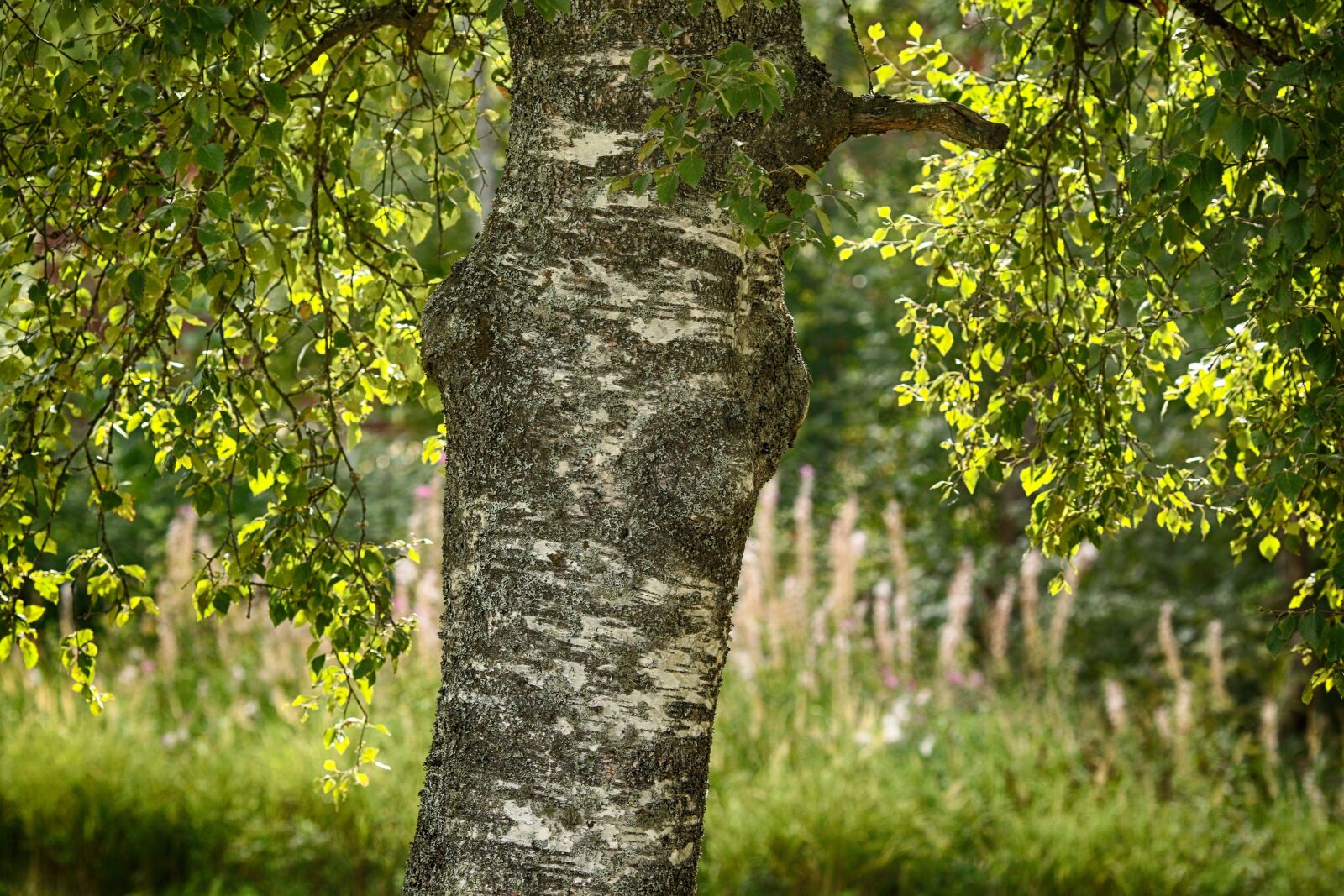 Canon EOS 7D Mark II + Canon EF 135mm F2L USM sample photo. Leaf, tree, birch photography